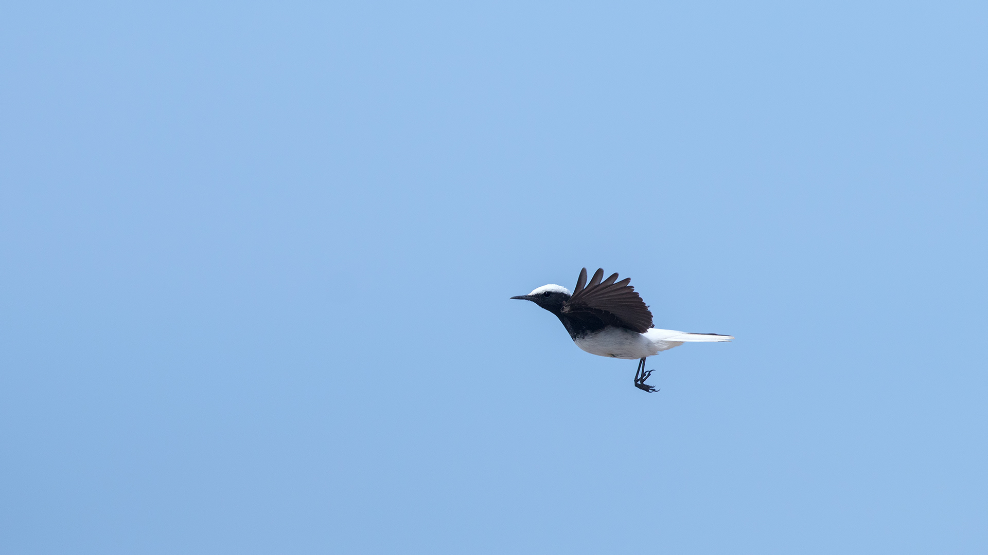 Keşiş kuyrukkakanı » Hooded Wheatear » Oenanthe monacha