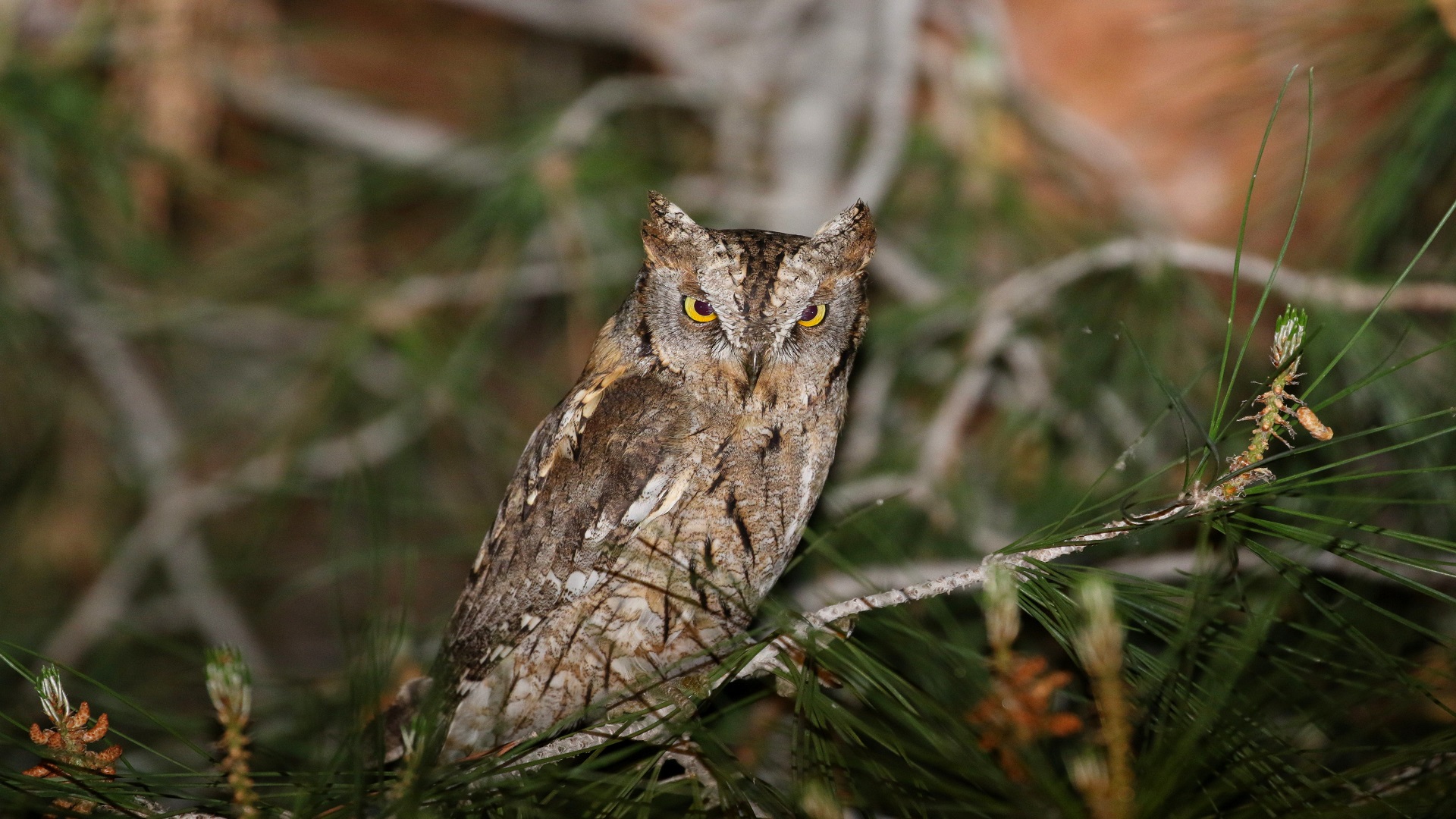 İshakkuşu » Eurasian Scops Owl » Otus scops