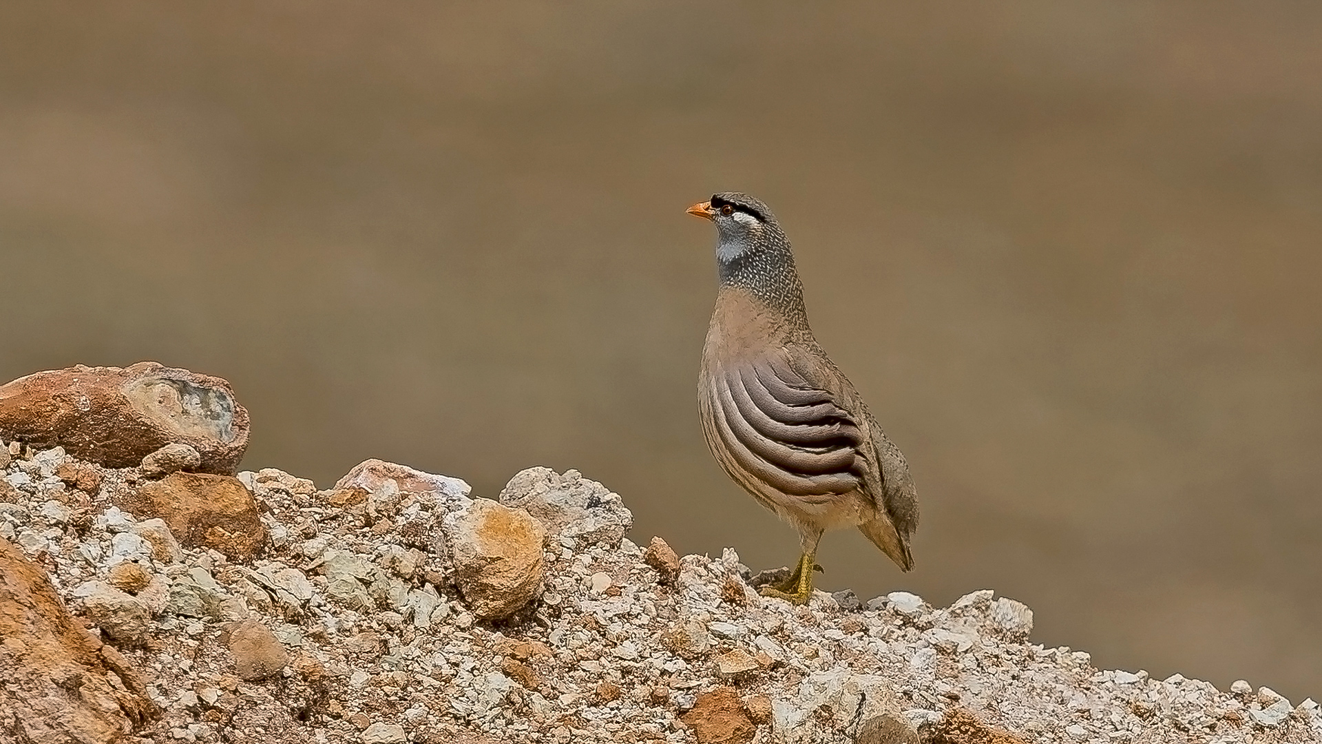 Kum kekliği » See-see Partridge » Ammoperdix griseogularis