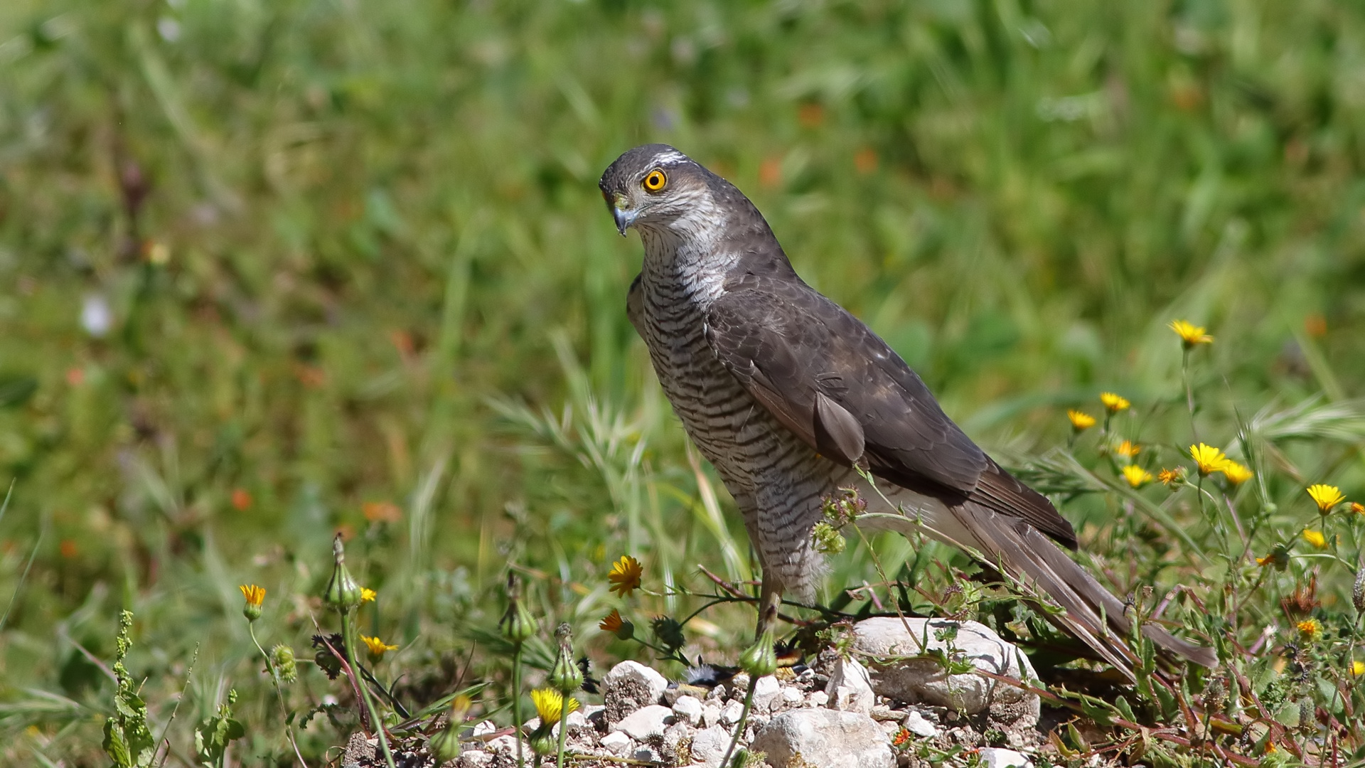 Atmaca » Eurasian Sparrowhawk » Accipiter nisus