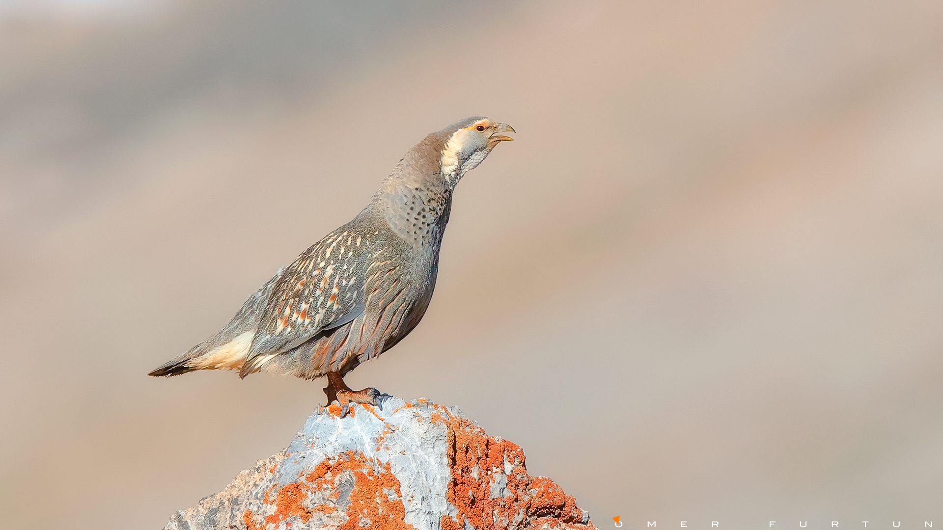 Urkeklik » Caspian Snowcock » Tetraogallus caspius