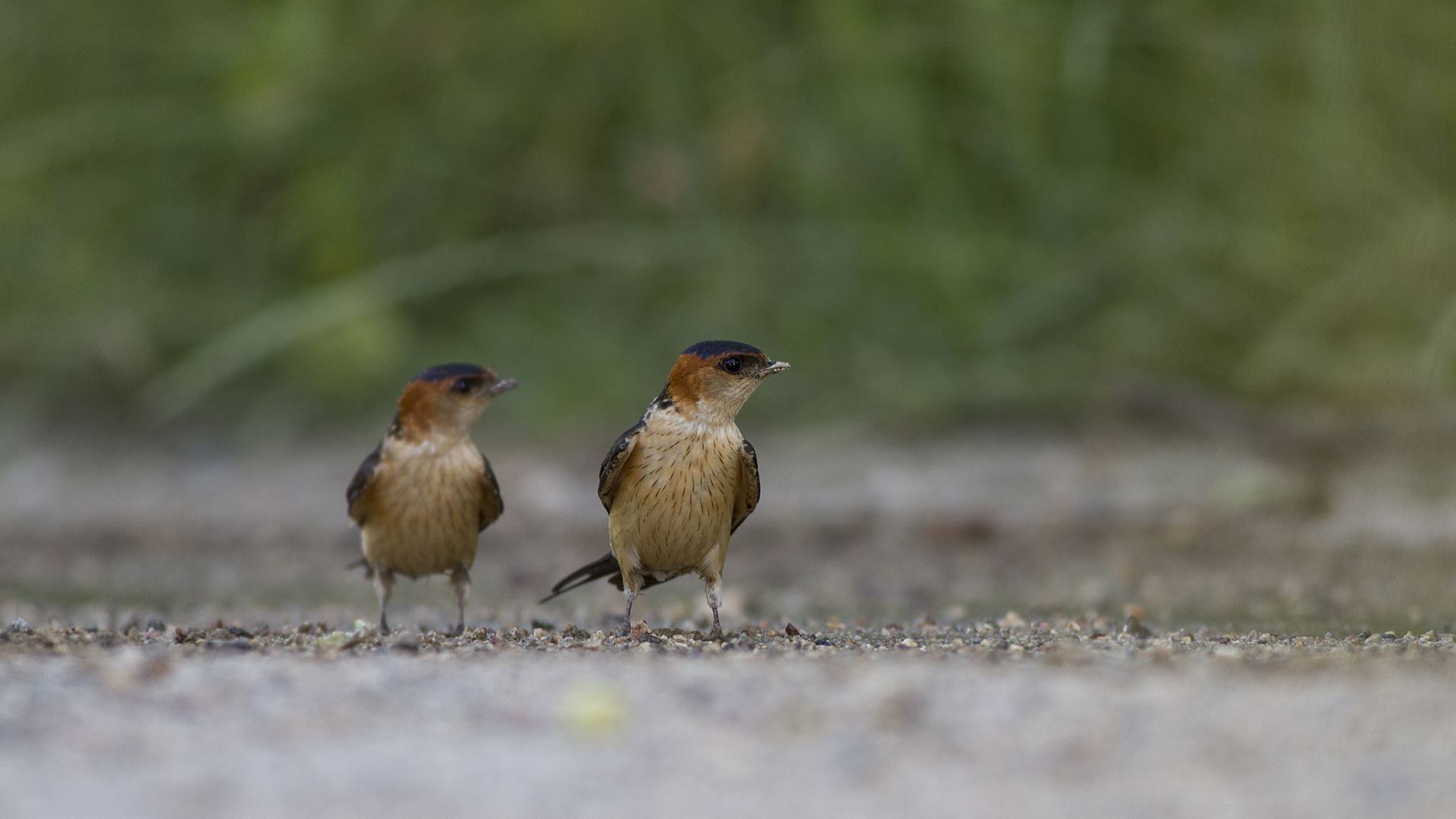 Kızıl kırlangıç » Red-rumped Swallow » Cecropis daurica