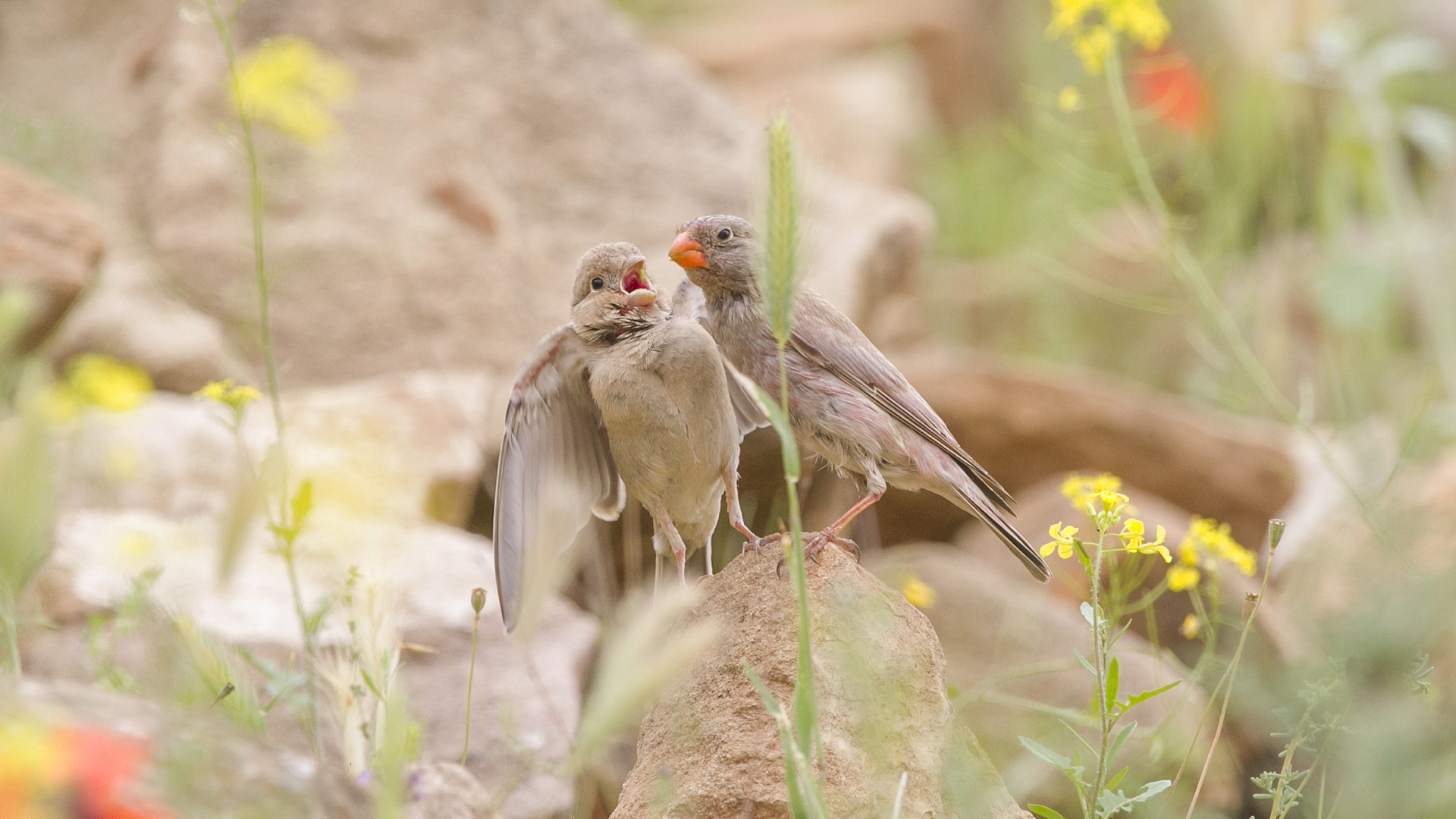 Küçük alamecek » Trumpeter Finch » Bucanetes githagineus