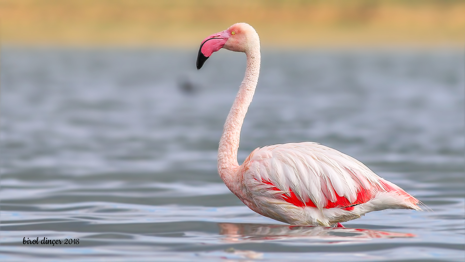 Flamingo