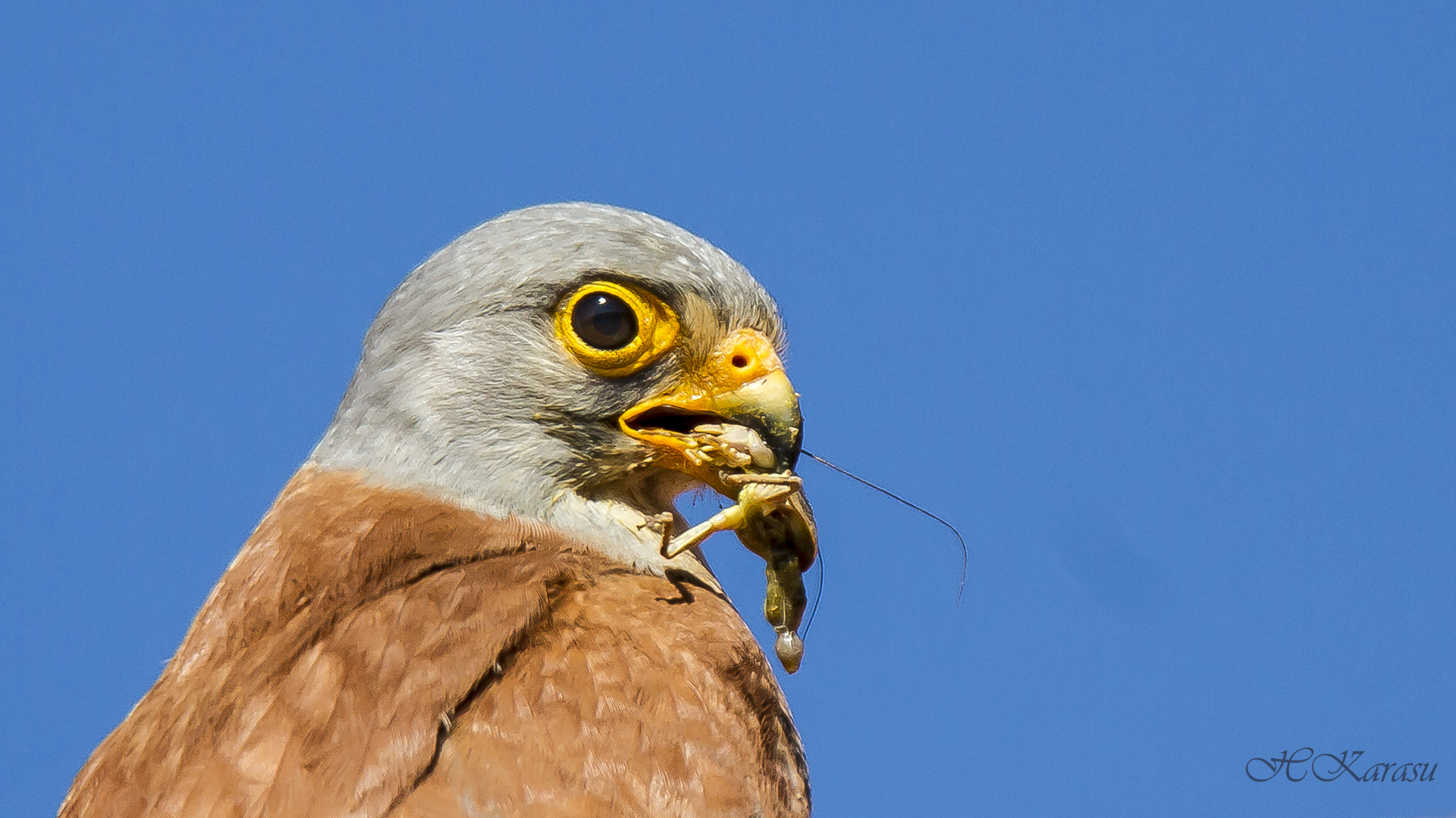 Küçük kerkenez » Lesser Kestrel » Falco naumanni