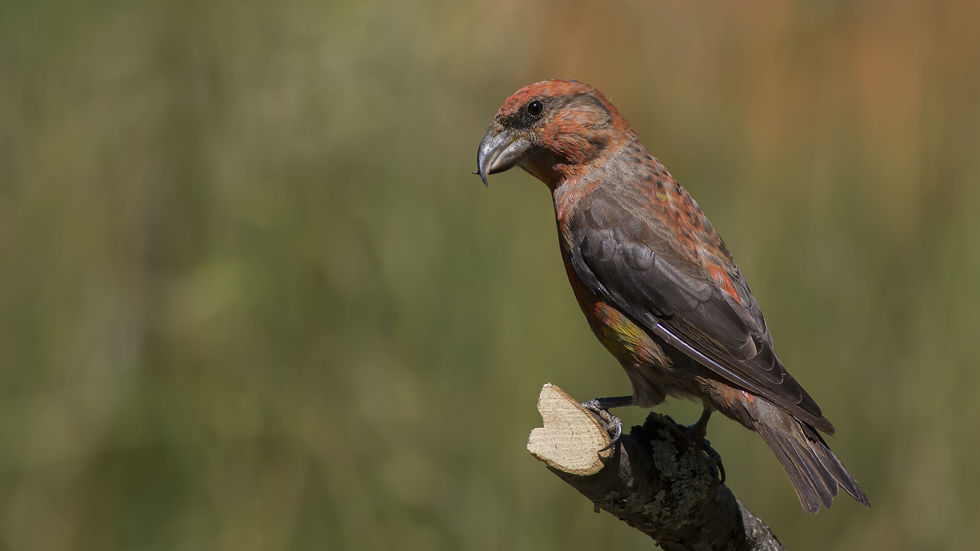 Çaprazgaga » Red Crossbill » Loxia curvirostra