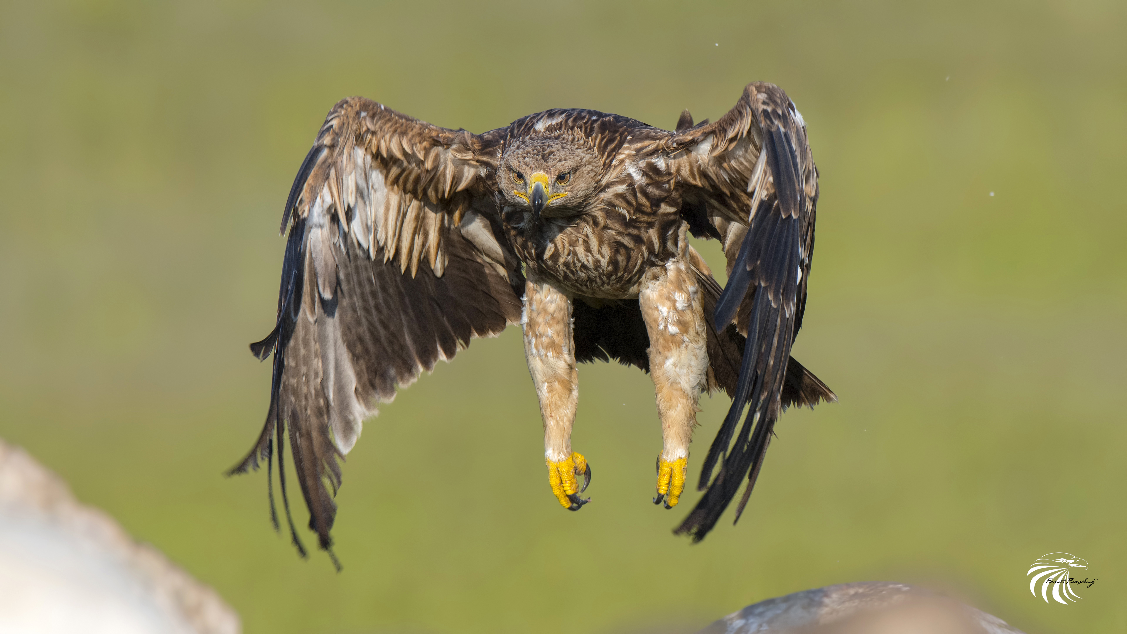 Şah kartal » Eastern Imperial Eagle » Aquila heliaca