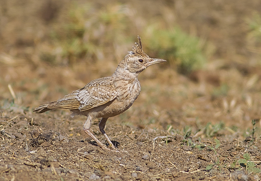 Tepeli toygar » Crested Lark » Galerida cristata