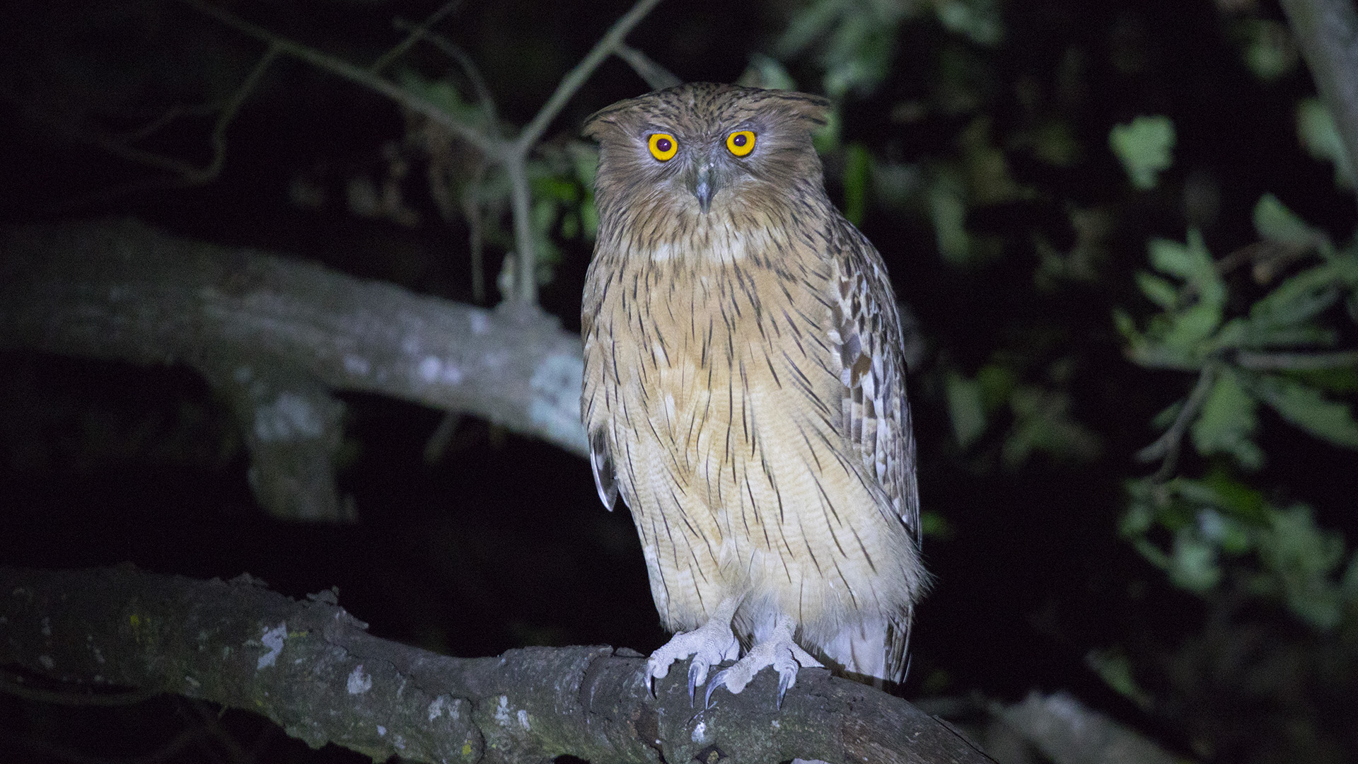 Balık baykuşu » Brown Fish Owl » Ketupa zeylonensis