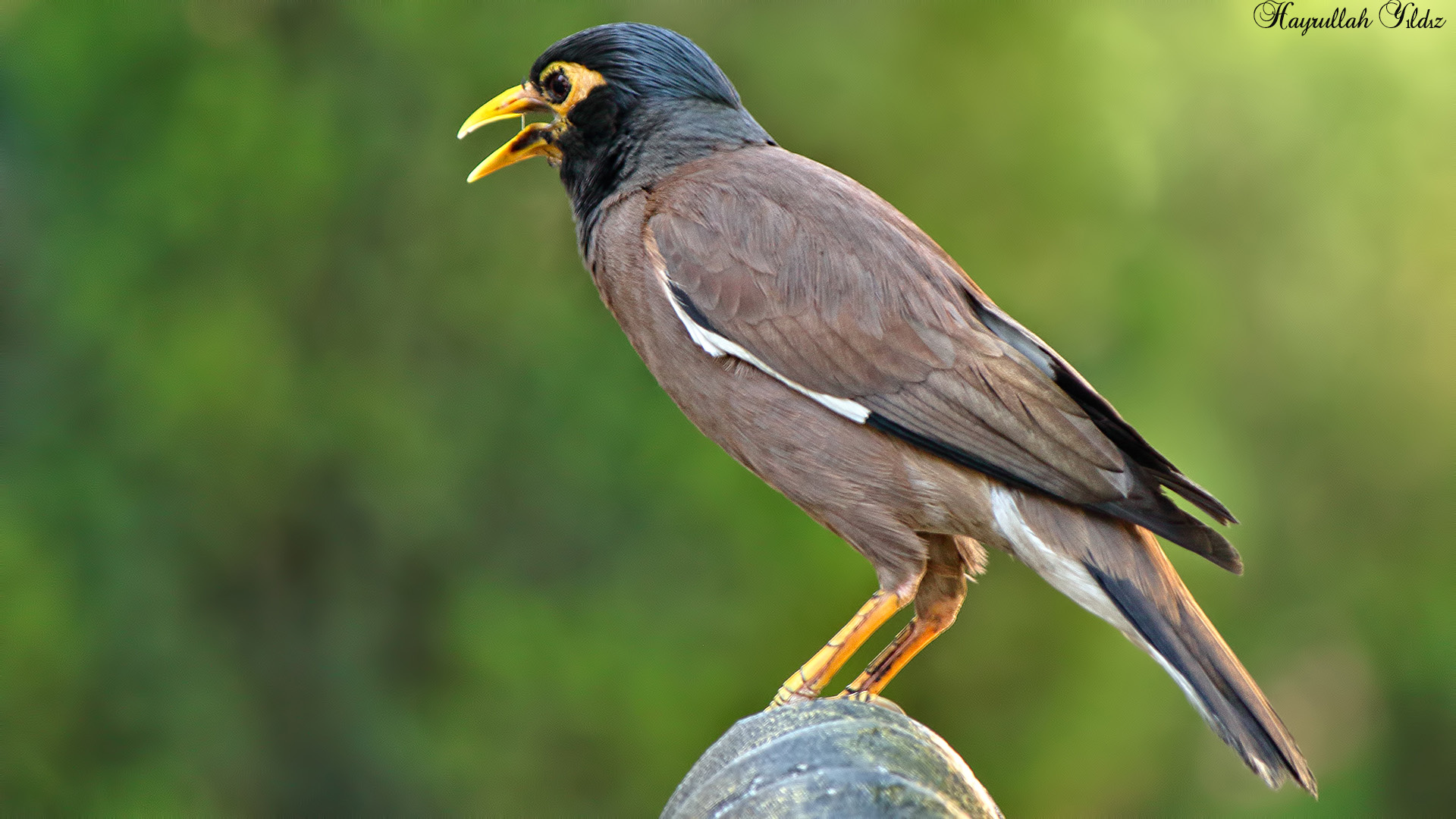 Çiğdeci » Common Myna » Acridotheres tristis