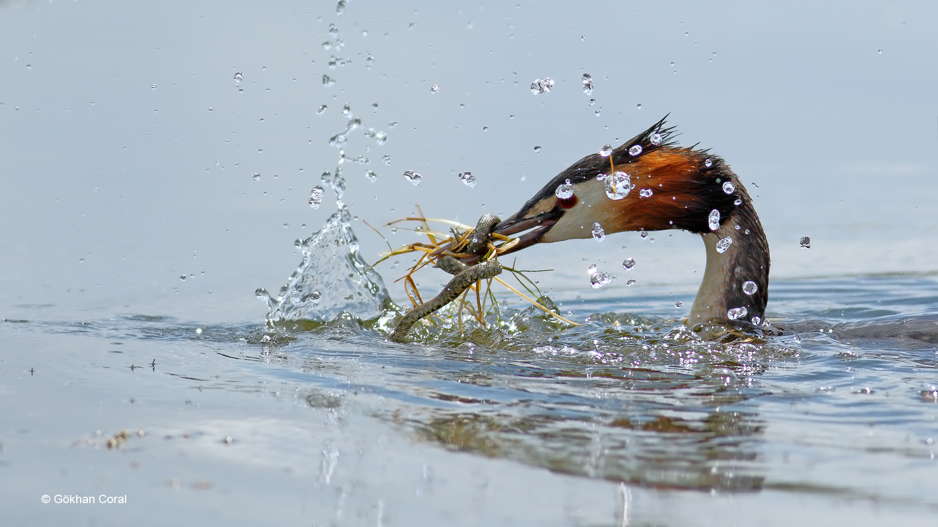 Bahri » Great Crested Grebe » Podiceps cristatus