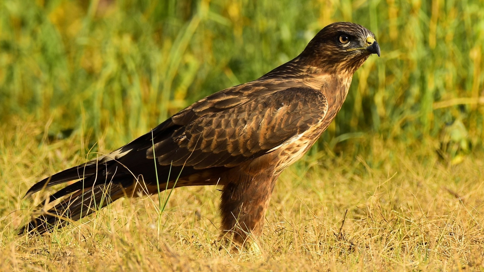 Şahin » Common Buzzard » Buteo buteo