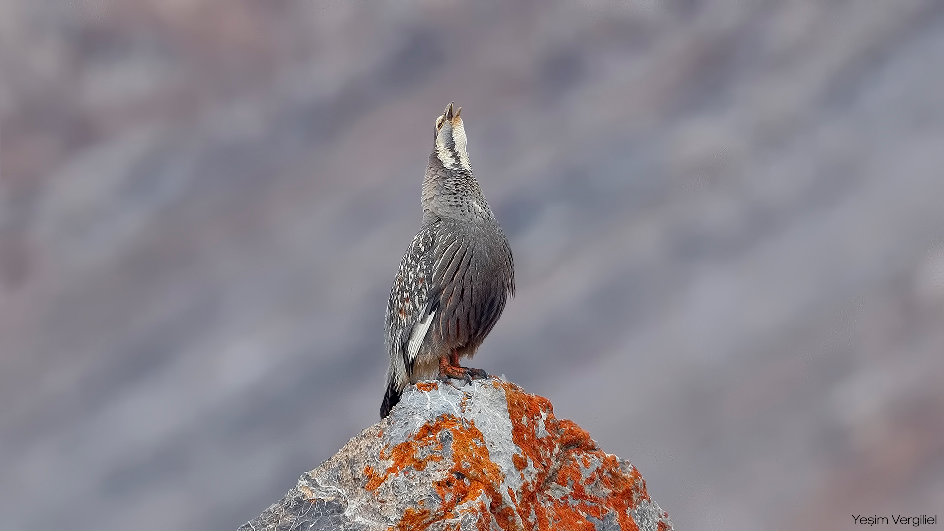 Urkeklik » Caspian Snowcock » Tetraogallus caspius