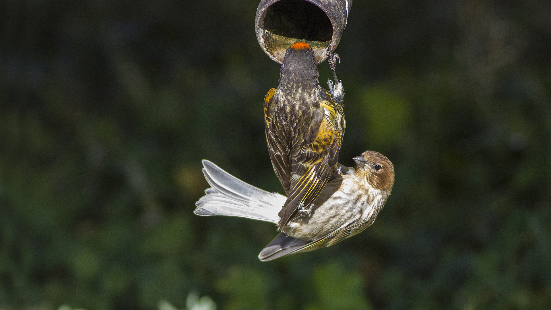 Kara iskete » Red-fronted Serin » Serinus pusillus