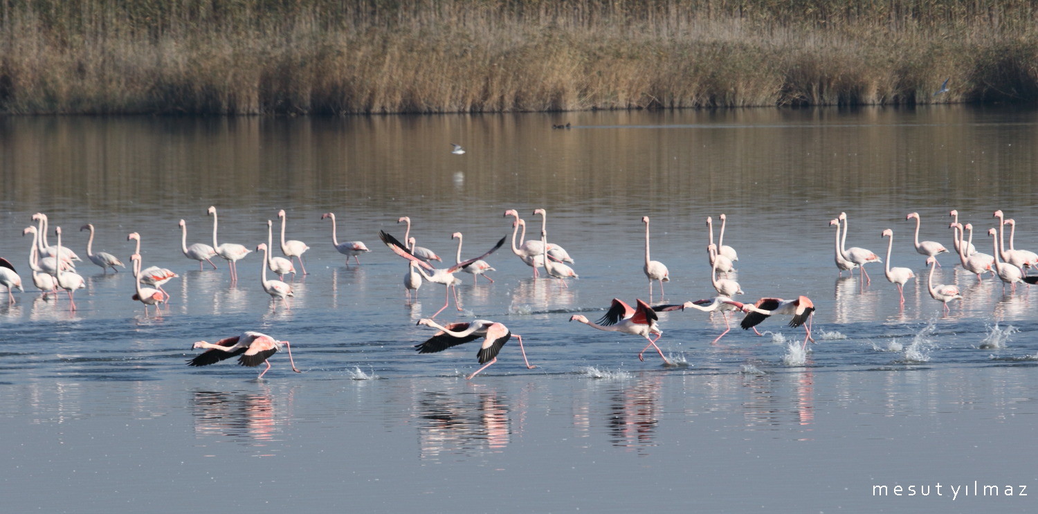 Flamingo