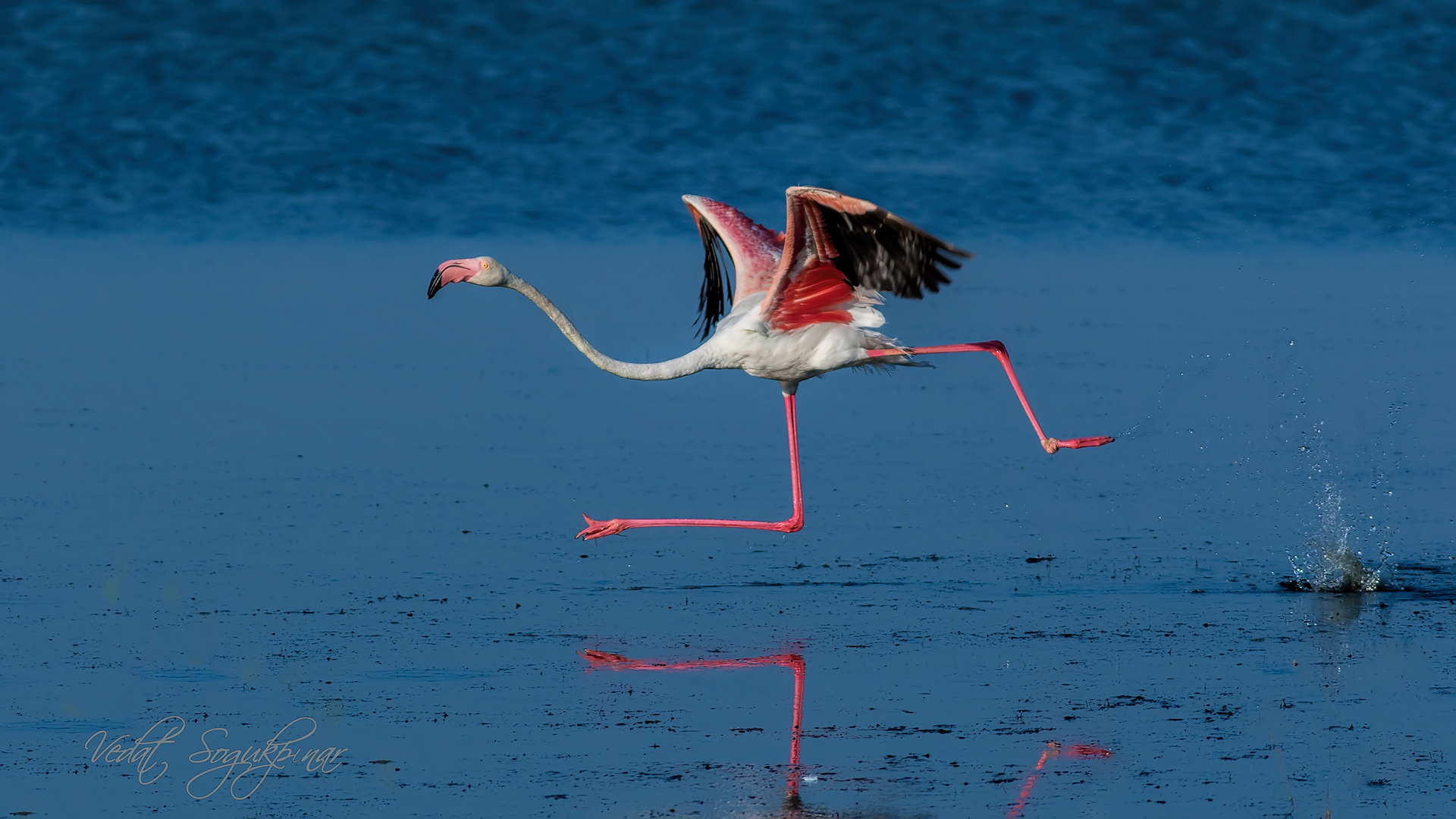 Flamingo