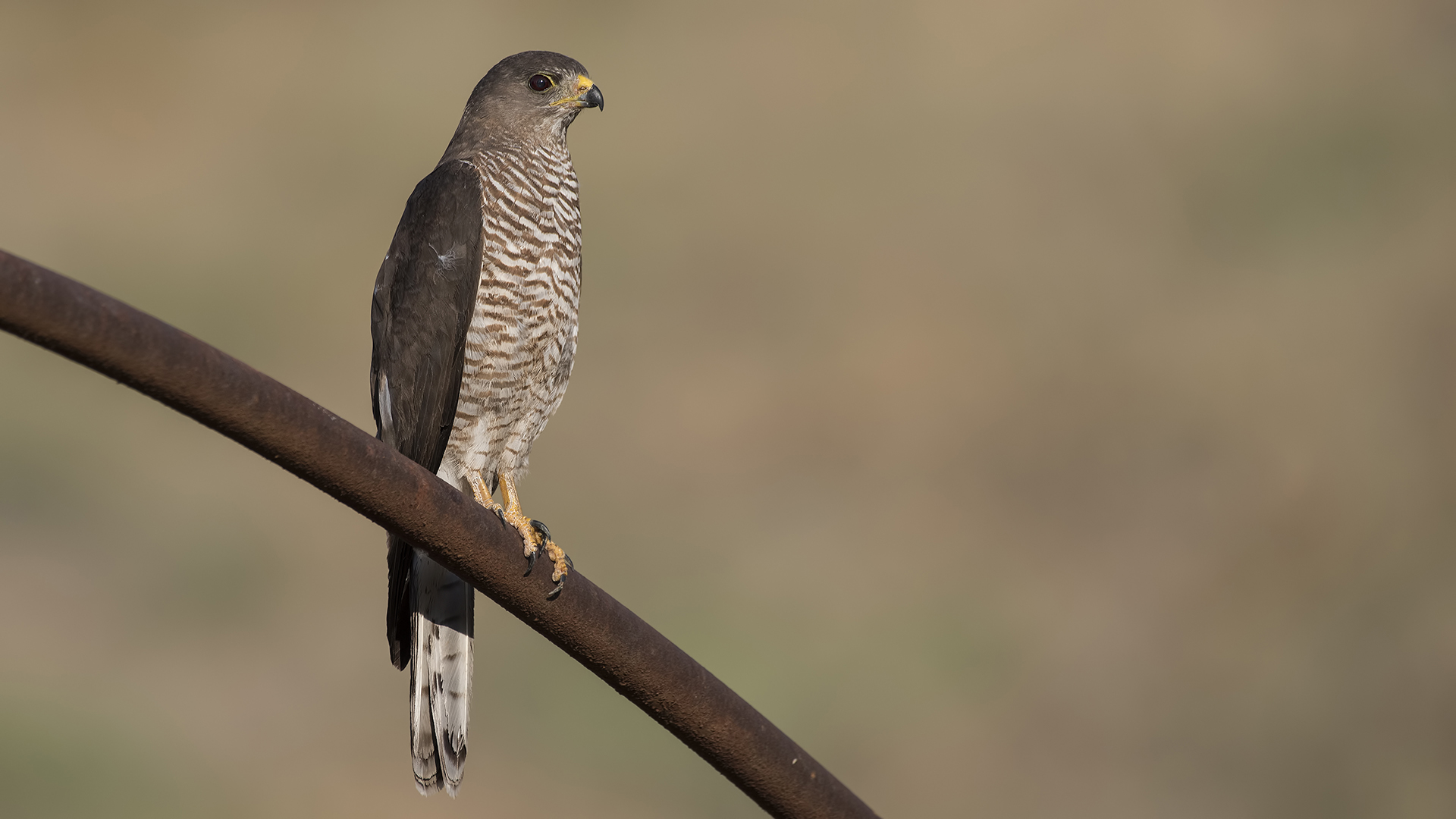 Yaz atmacası » Levant Sparrowhawk » Accipiter brevipes