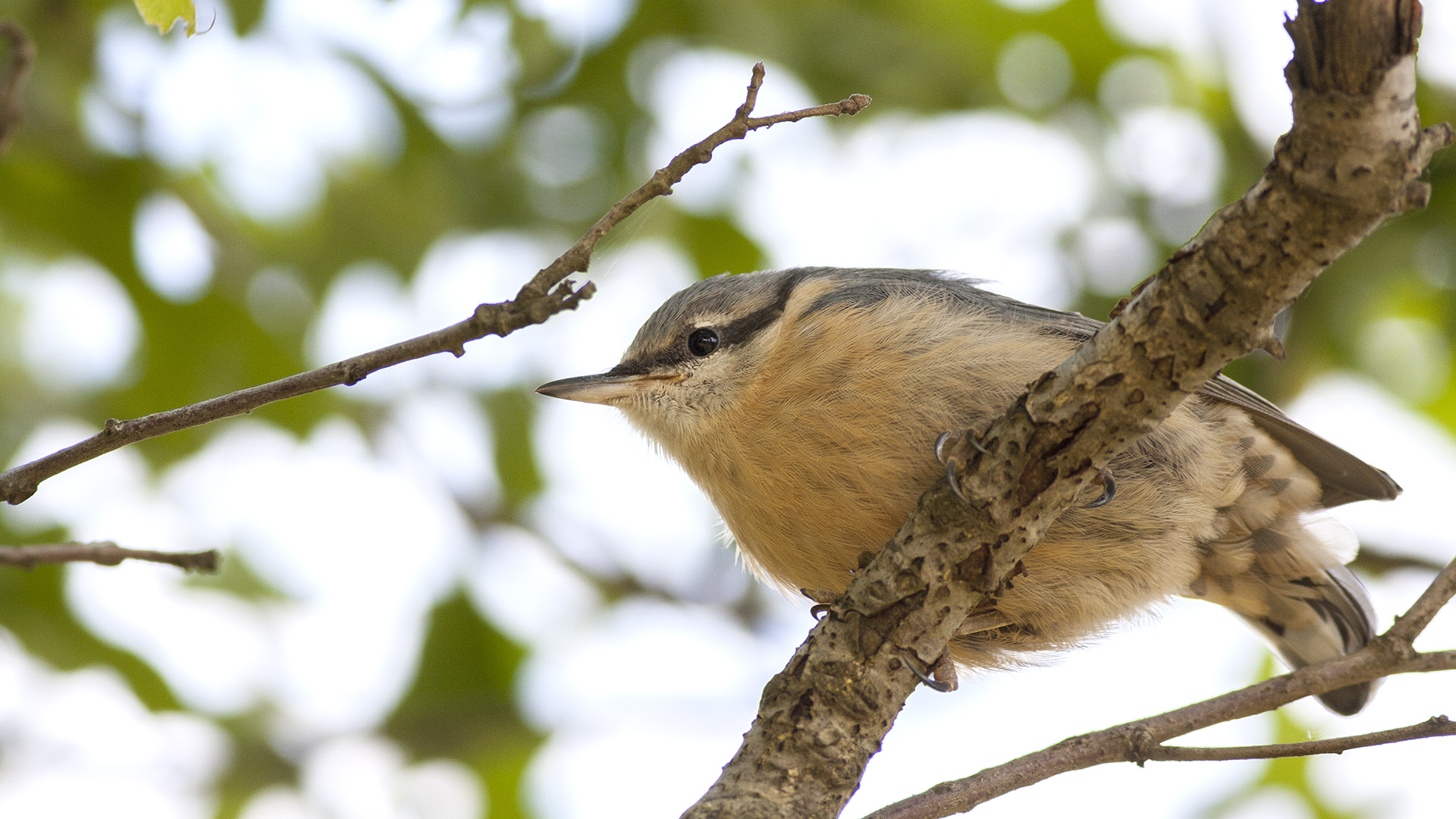 Sıvacı » Eurasian Nuthatch » Sitta europaea