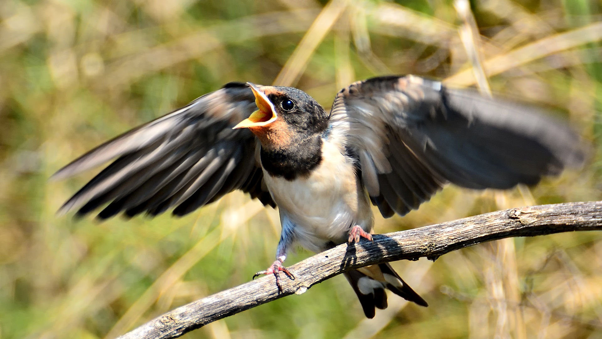 Kır kırlangıcı » Barn Swallow » Hirundo rustica