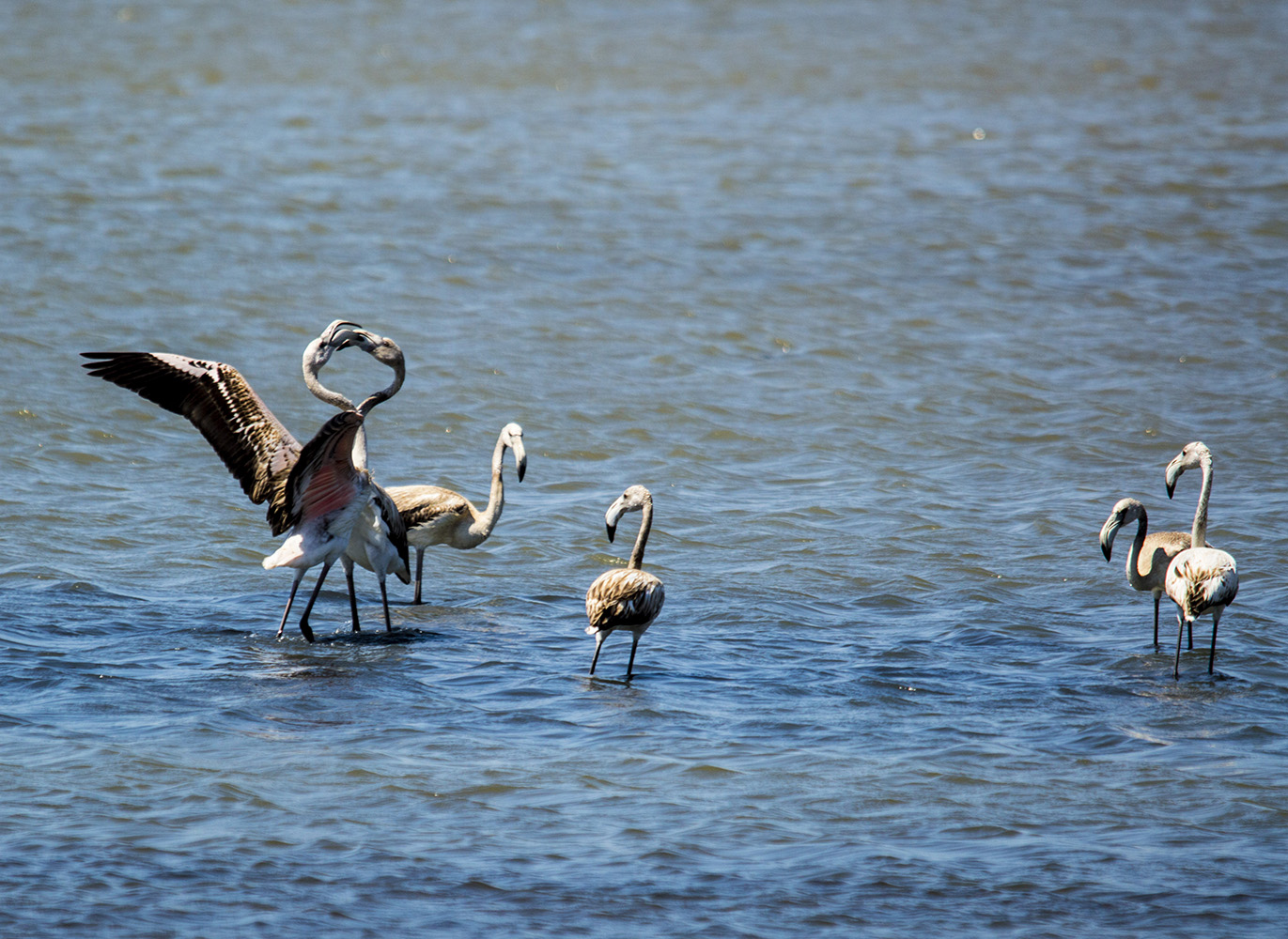 Flamingo