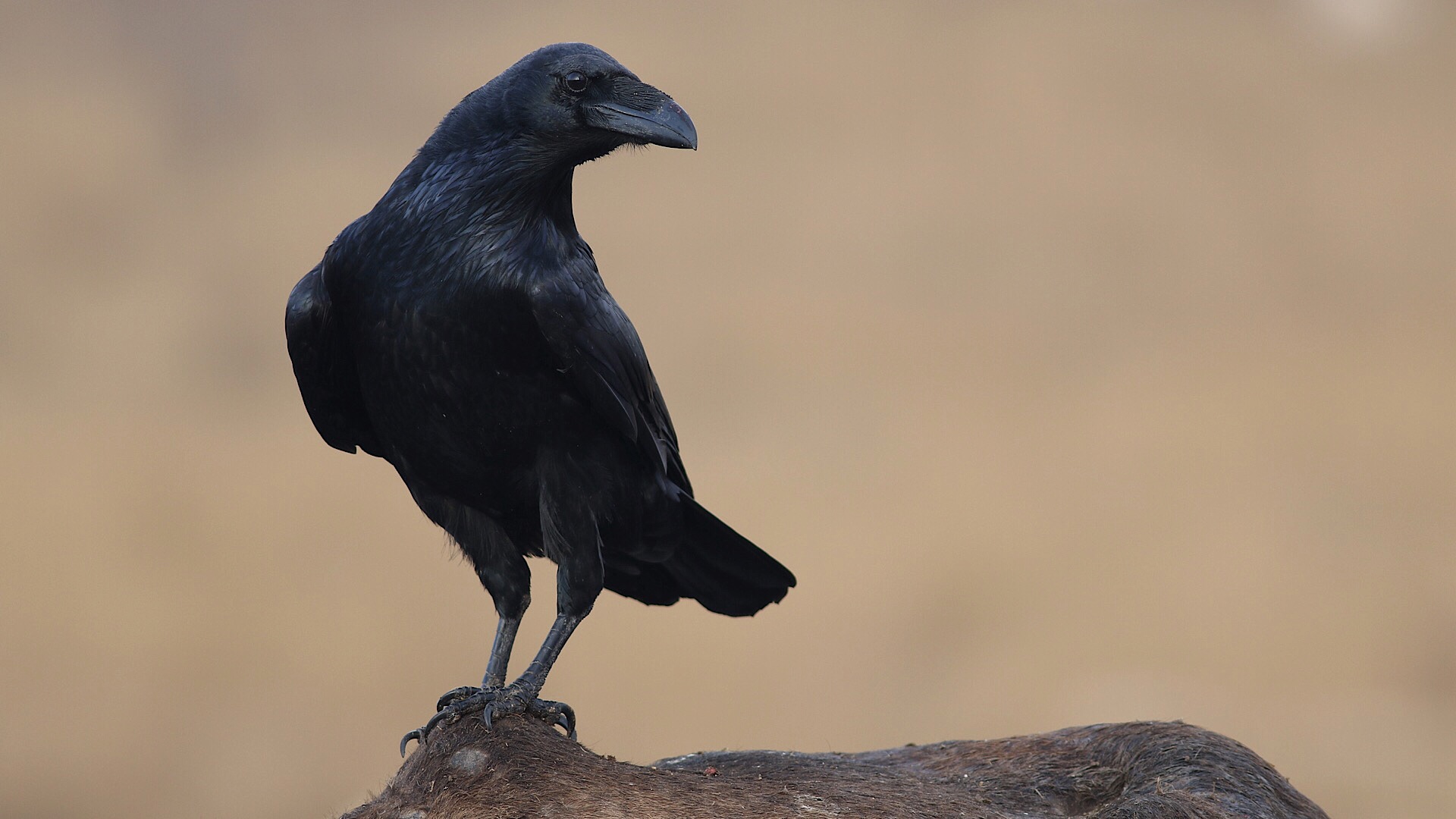 Kuzgun » Northern Raven » Corvus corax