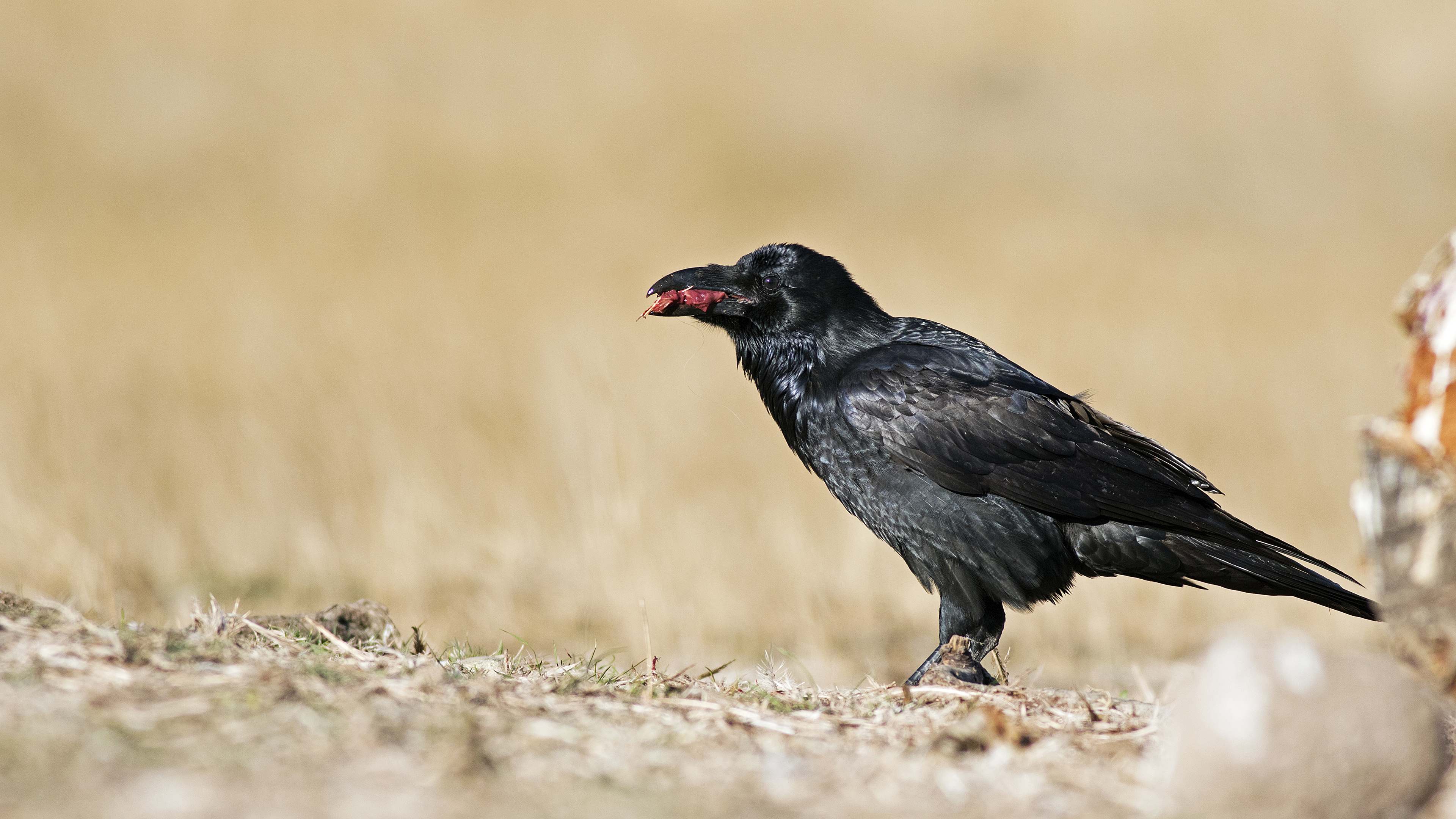 Kuzgun » Northern Raven » Corvus corax