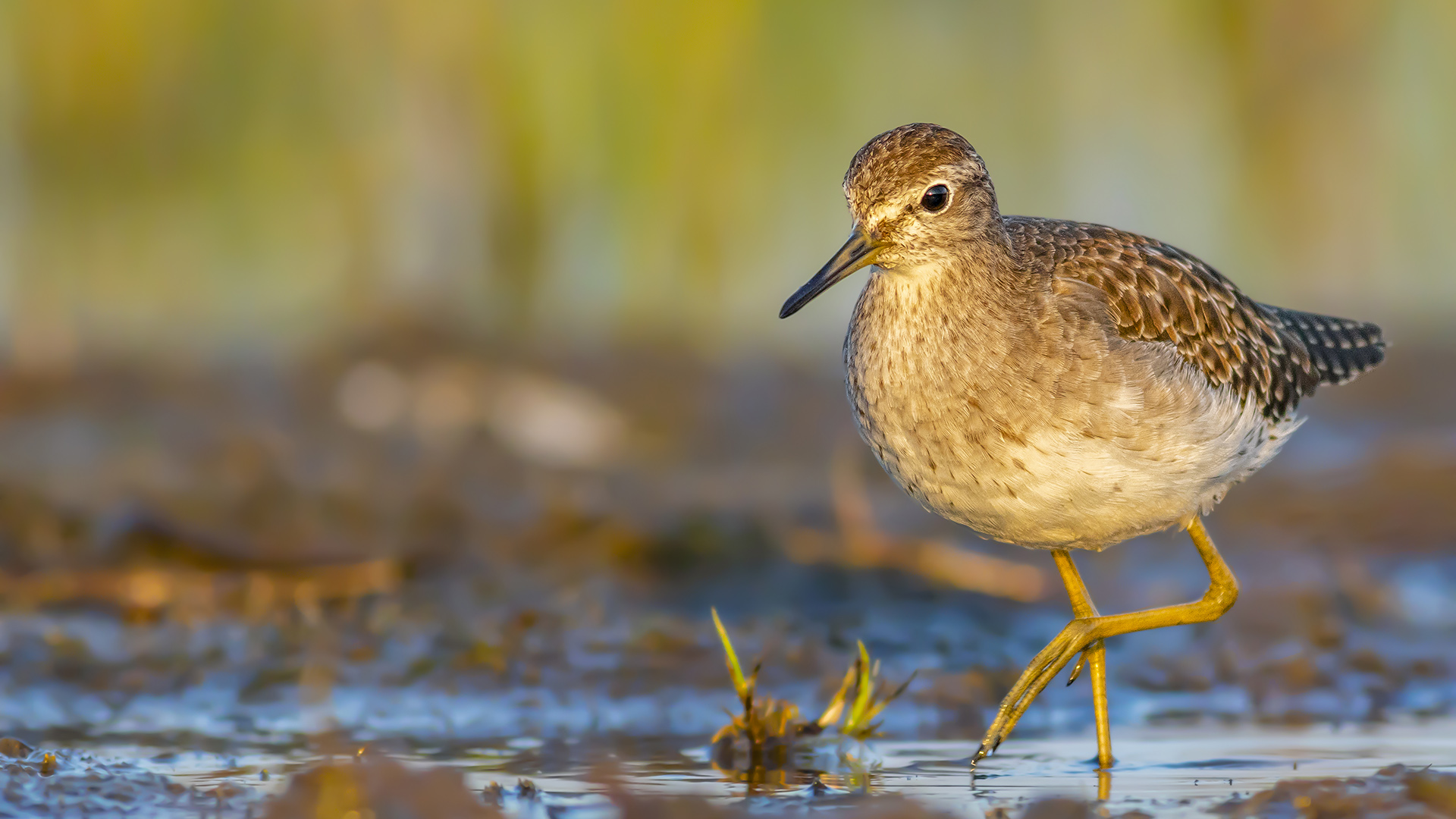 Orman düdükçünü » Wood Sandpiper » Tringa glareola