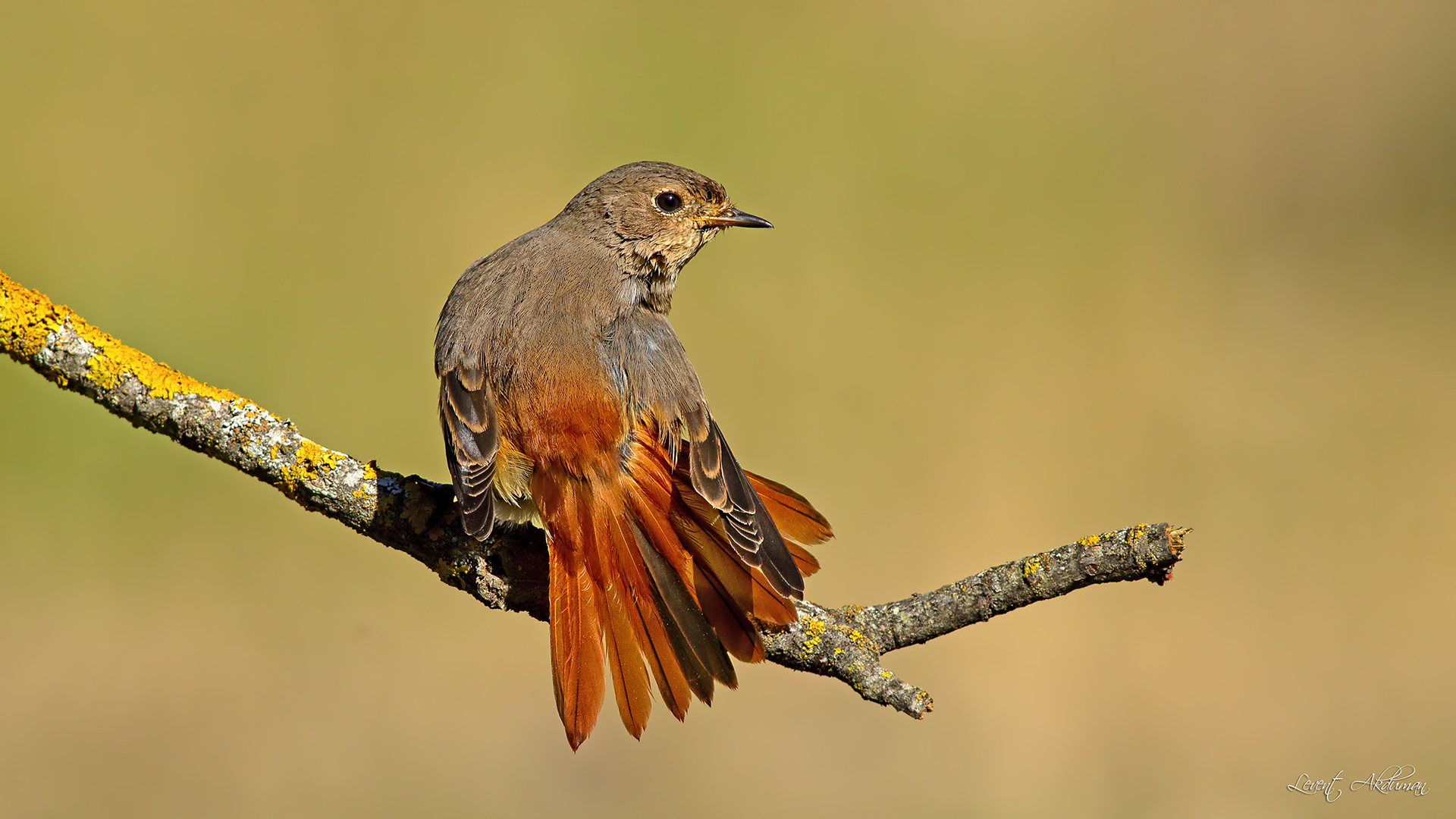 Kızılkuyruk » Common Redstart » Phoenicurus phoenicurus