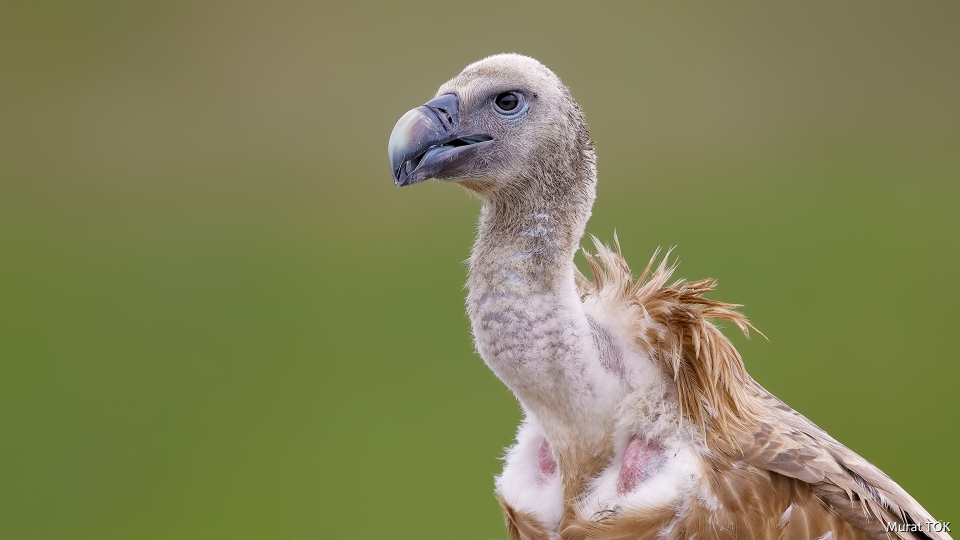 Kızıl akbaba » Griffon Vulture » Gyps fulvus