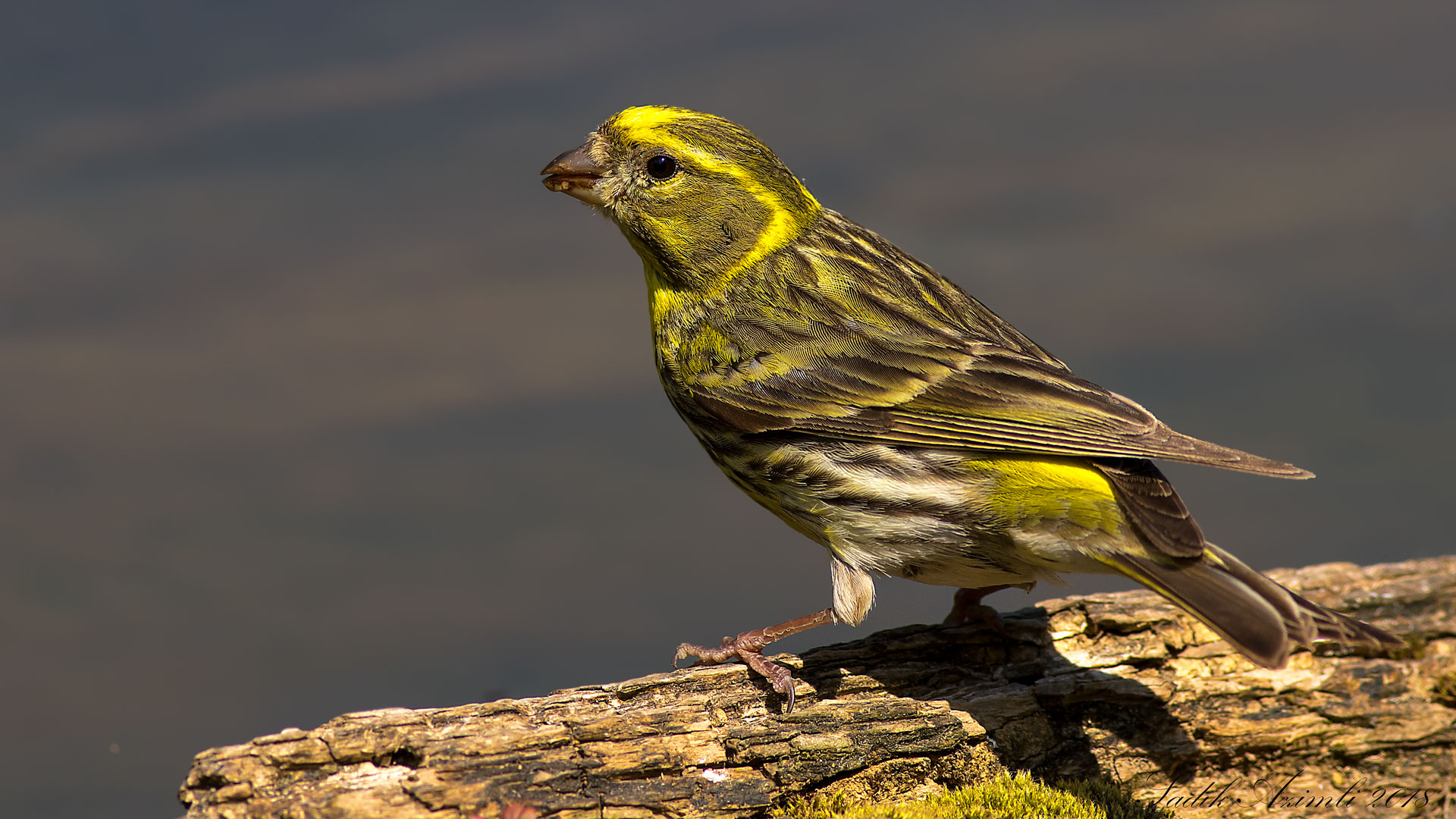 Küçük iskete » European Serin » Serinus serinus