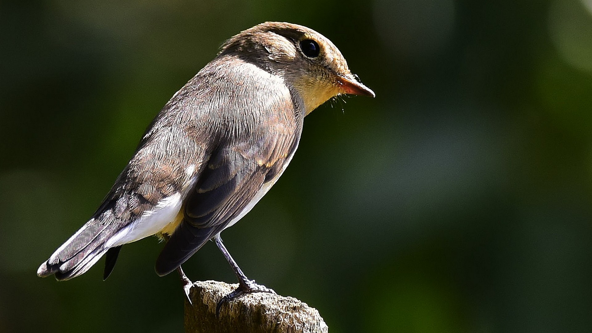 Küçük sinekkapan » Red-breasted Flycatcher » Ficedula parva