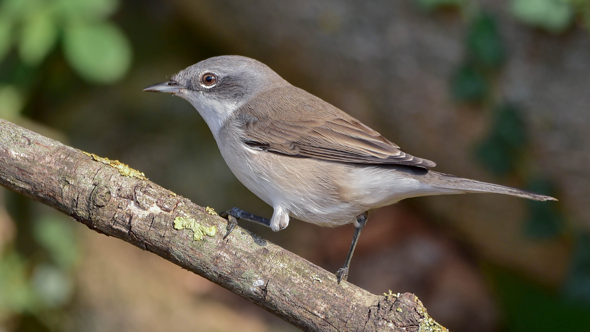 Küçük akgerdanlı ötleğen » Lesser Whitethroat » Sylvia curruca