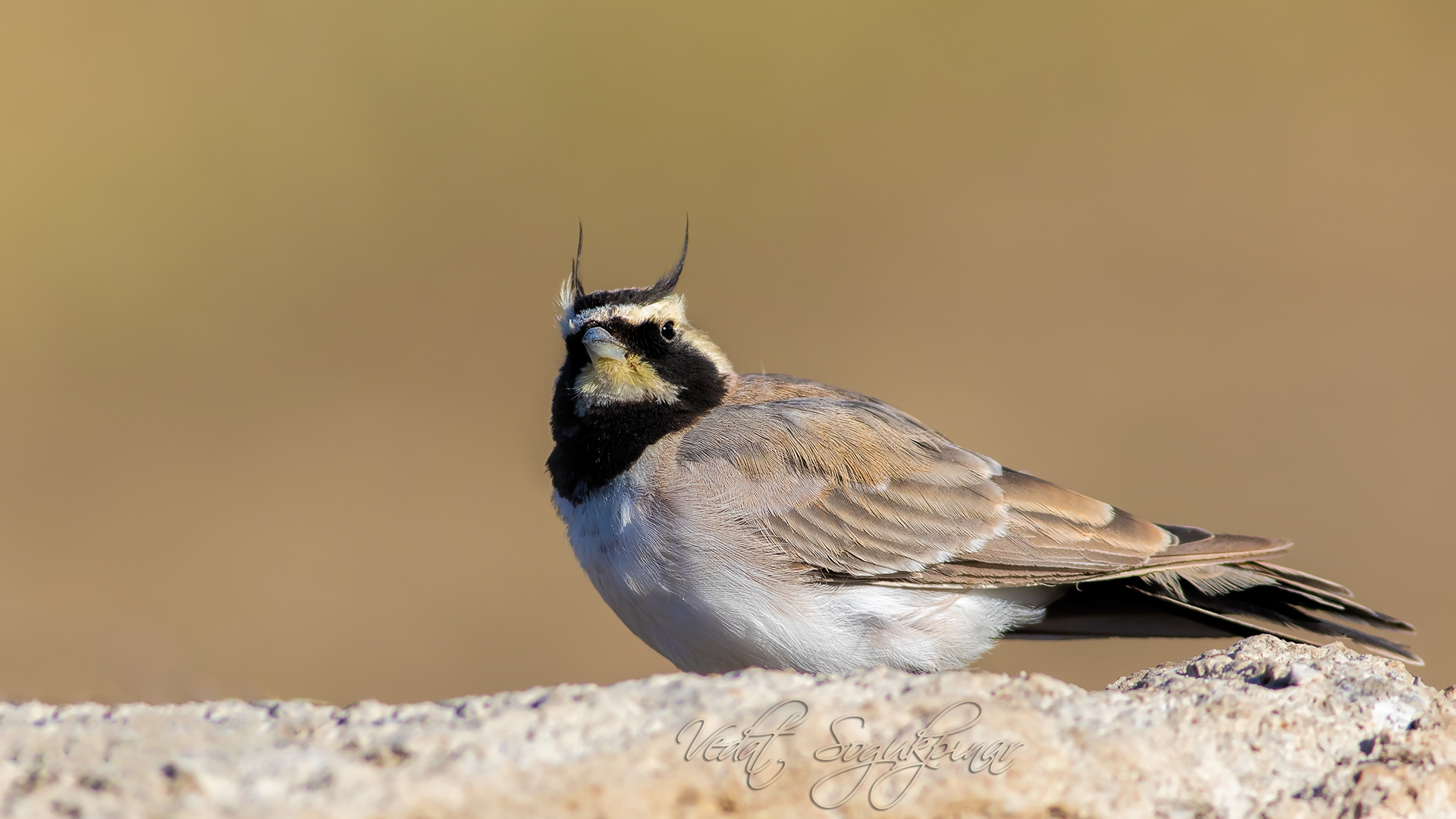 Kulaklı toygar » Horned Lark » Eremophila alpestris