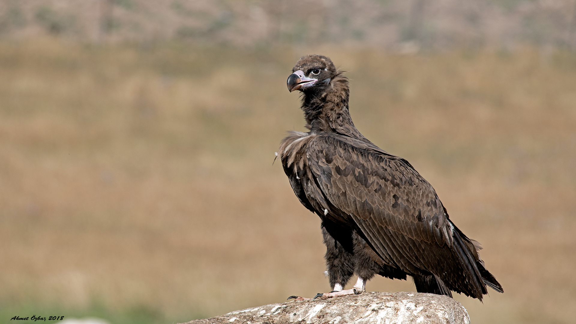 Kara akbaba » Cinereous Vulture » Aegypius monachus