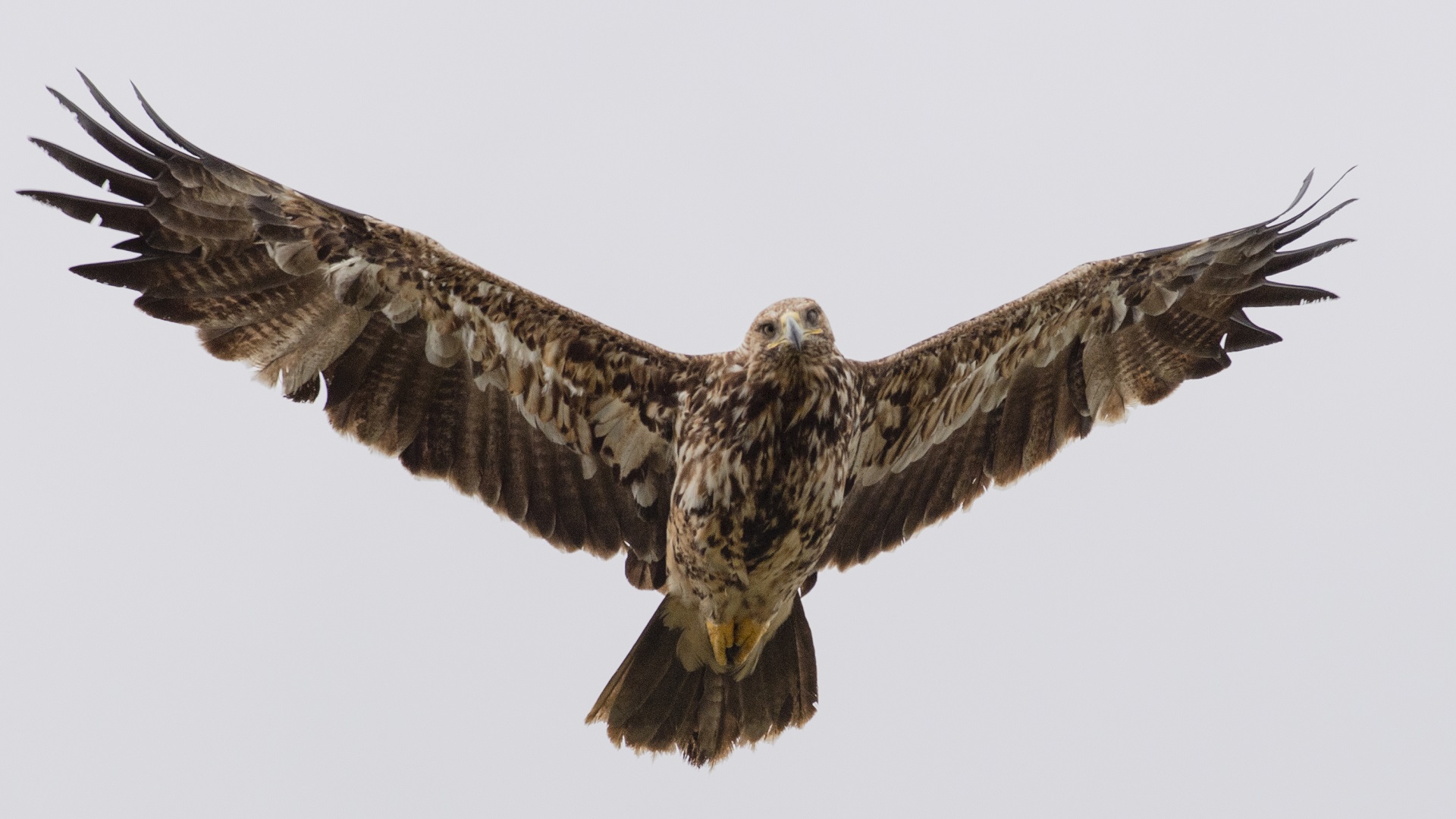 Şah kartal » Eastern Imperial Eagle » Aquila heliaca