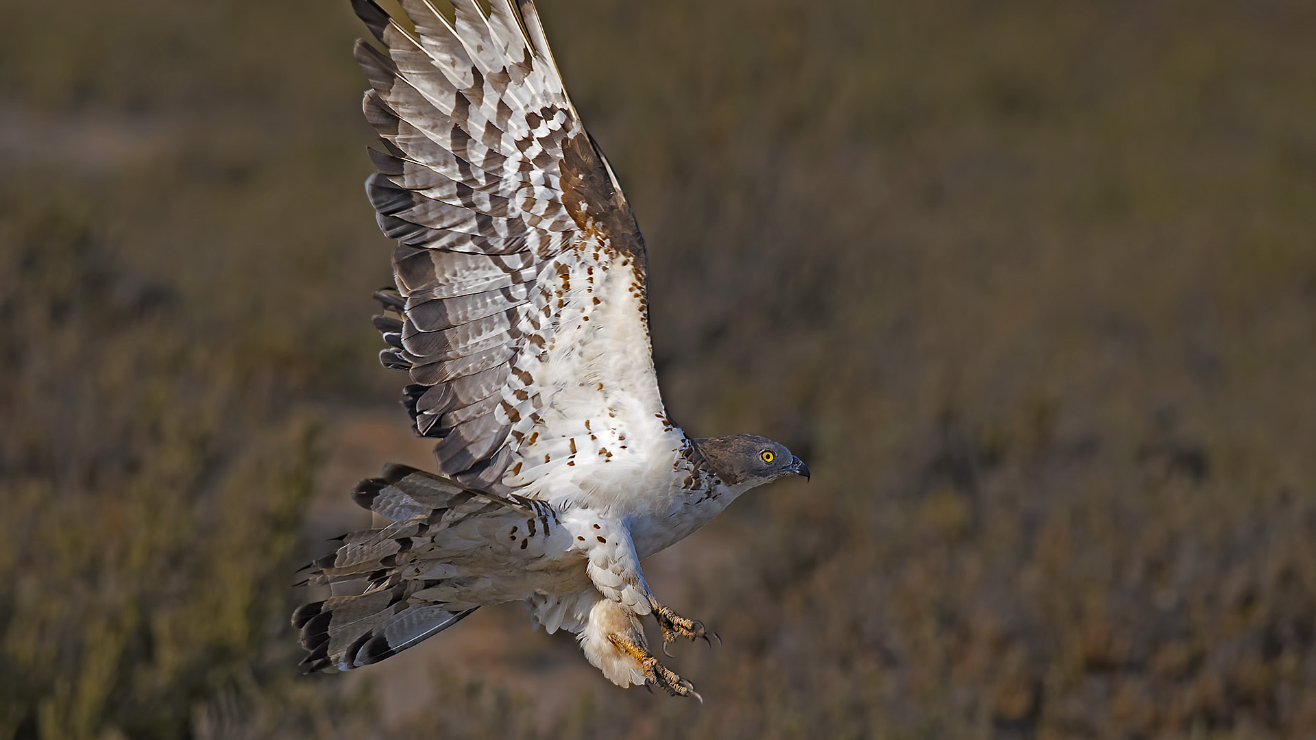 Arı şahini » European Honey Buzzard » Pernis apivorus