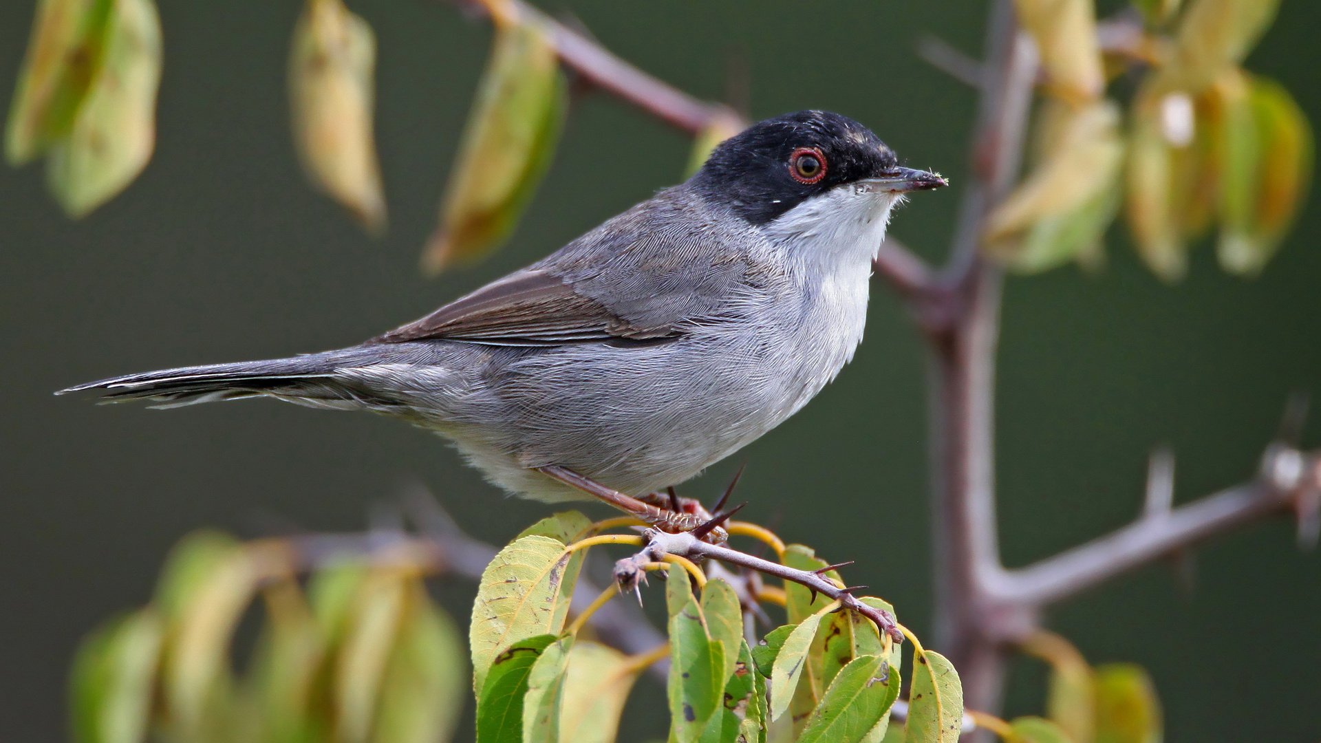 Maskeli ötleğen » Sardinian Warbler » Sylvia melanocephala