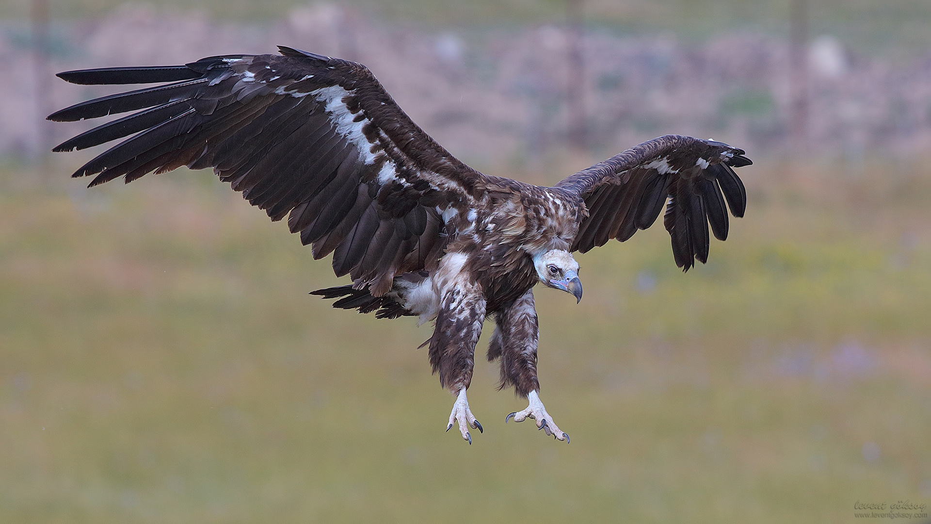 Kara akbaba » Cinereous Vulture » Aegypius monachus