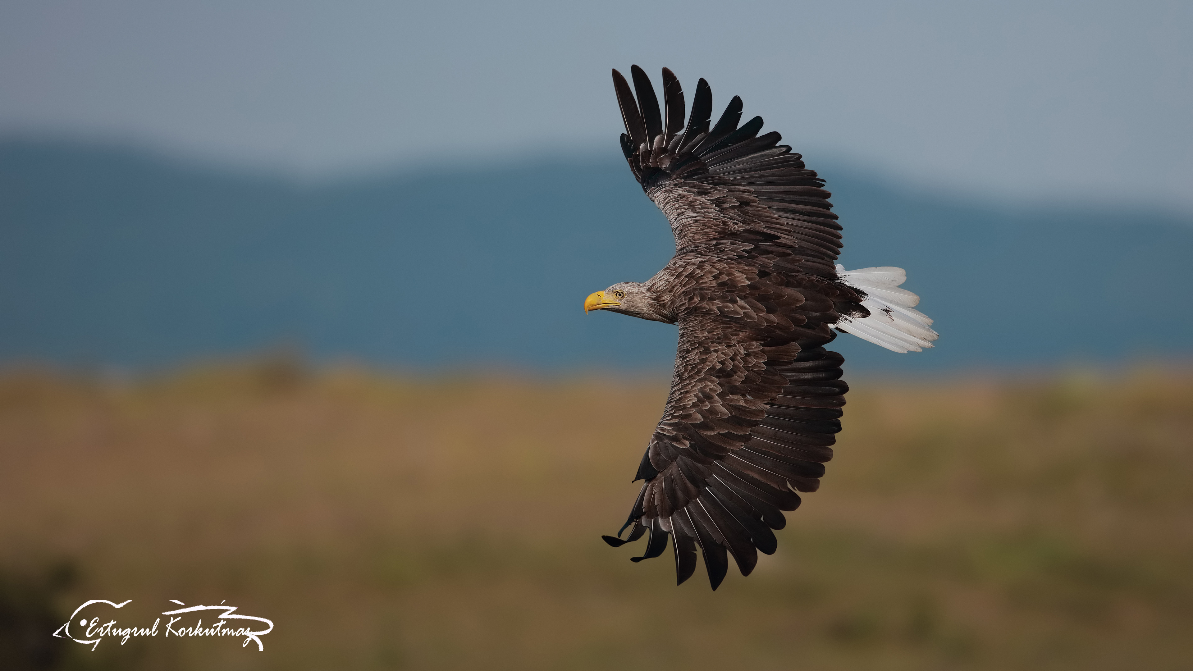 Akkuyruklu kartal » White-tailed Eagle » Haliaeetus albicilla