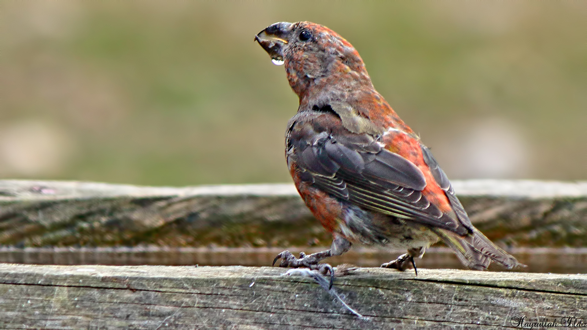 Çaprazgaga » Red Crossbill » Loxia curvirostra