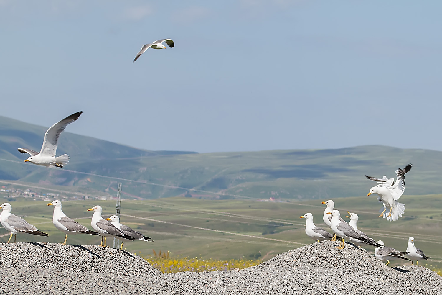 Van gölü martısı