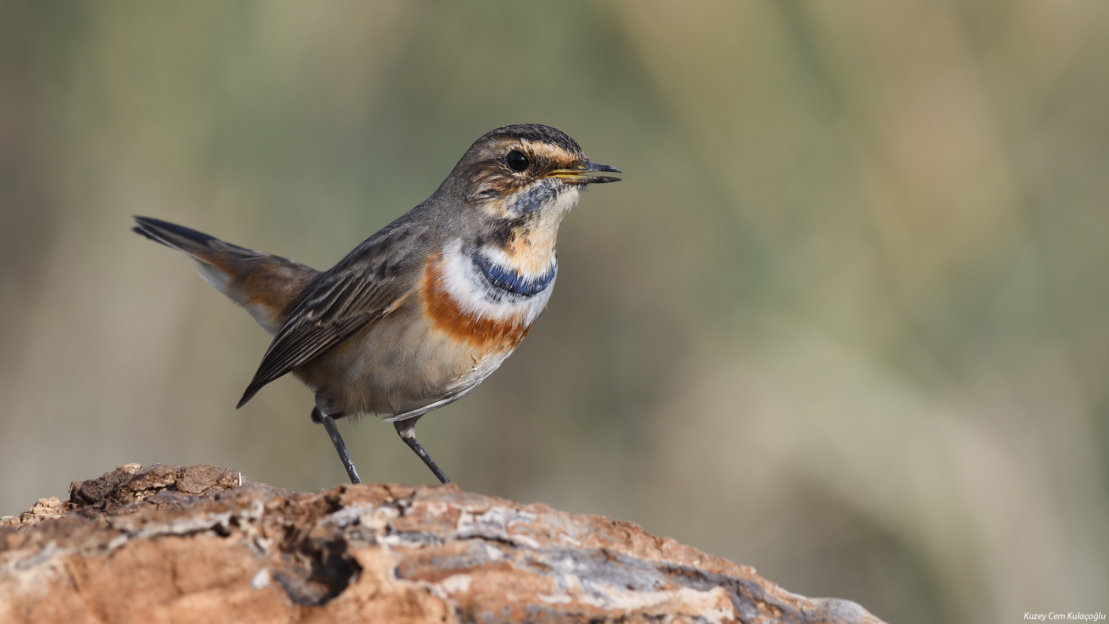 Mavigerdan » Bluethroat » Luscinia svecica