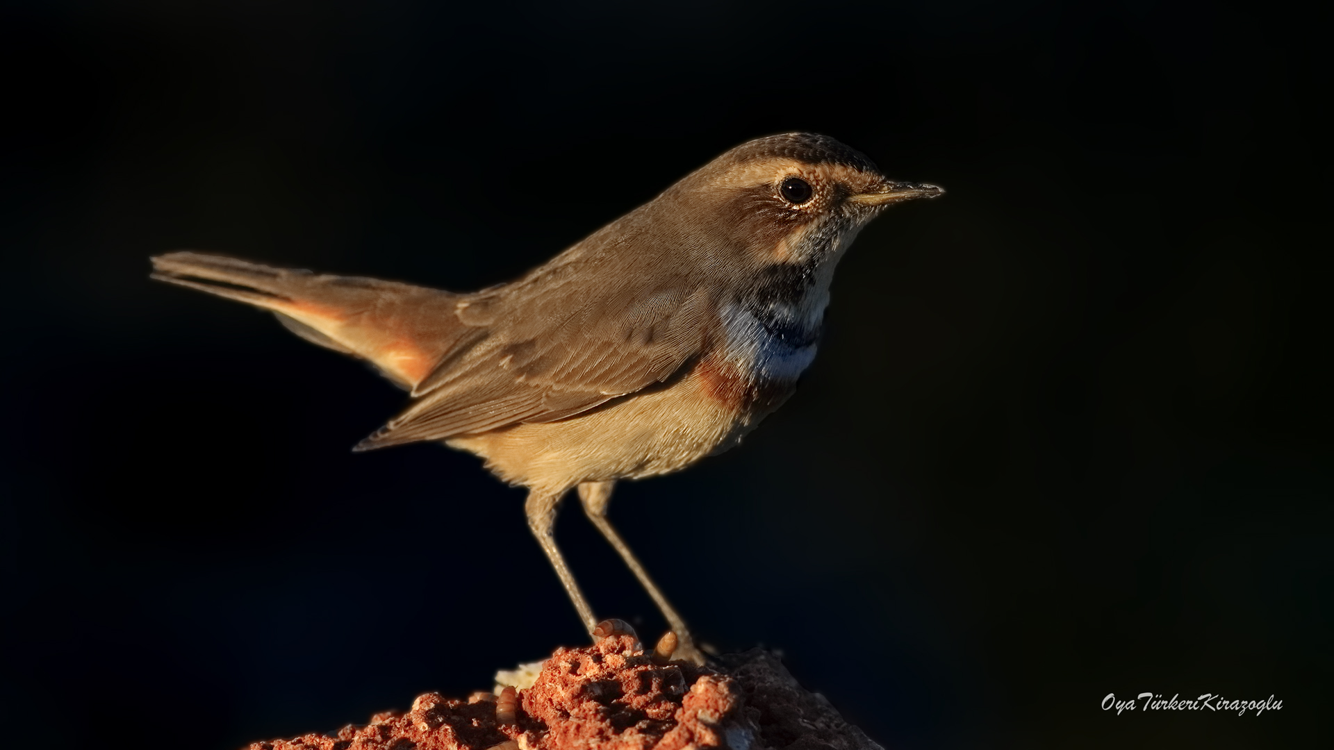 Mavigerdan » Bluethroat » Luscinia svecica