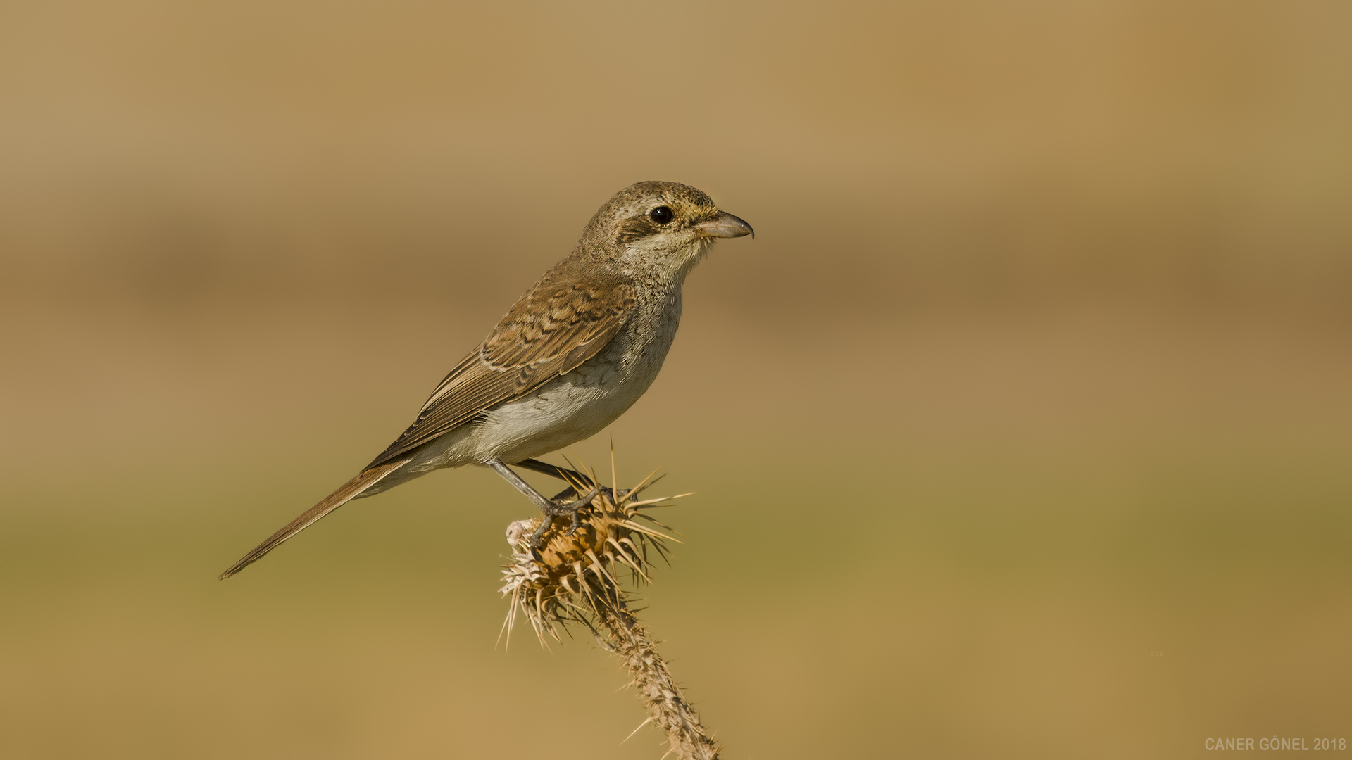 Kızılsırtlı örümcekkuşu » Red-backed Shrike » Lanius collurio