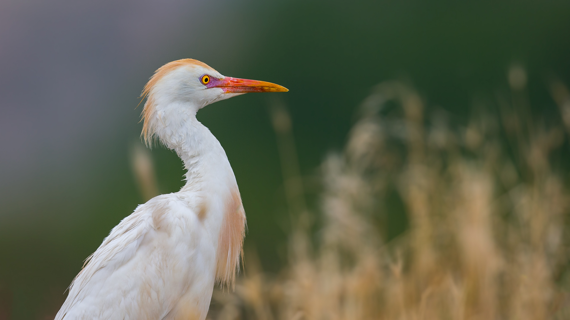 Sığır balıkçılı » Western Cattle Egret » Bubulcus ibis