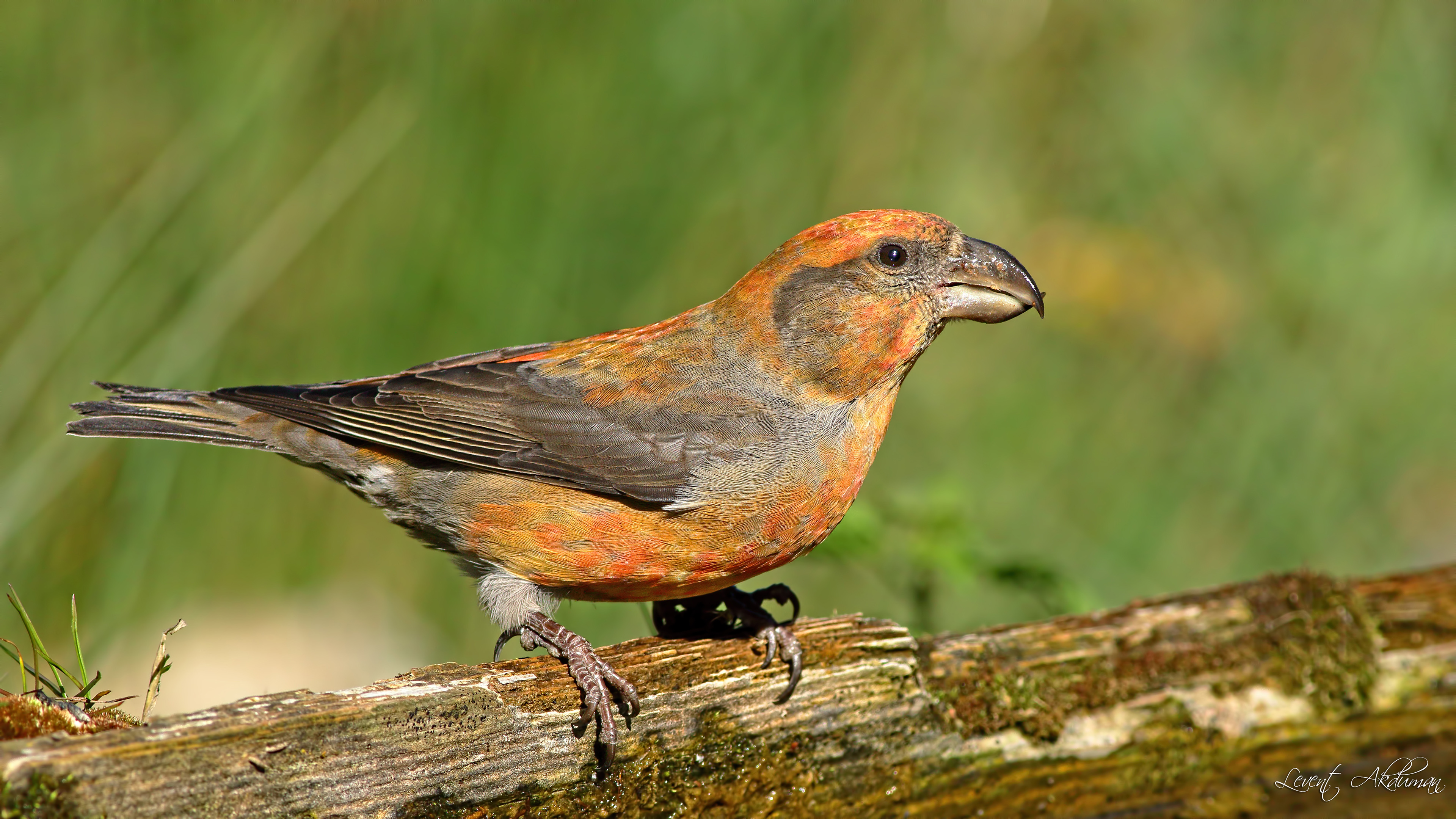 Çaprazgaga » Red Crossbill » Loxia curvirostra