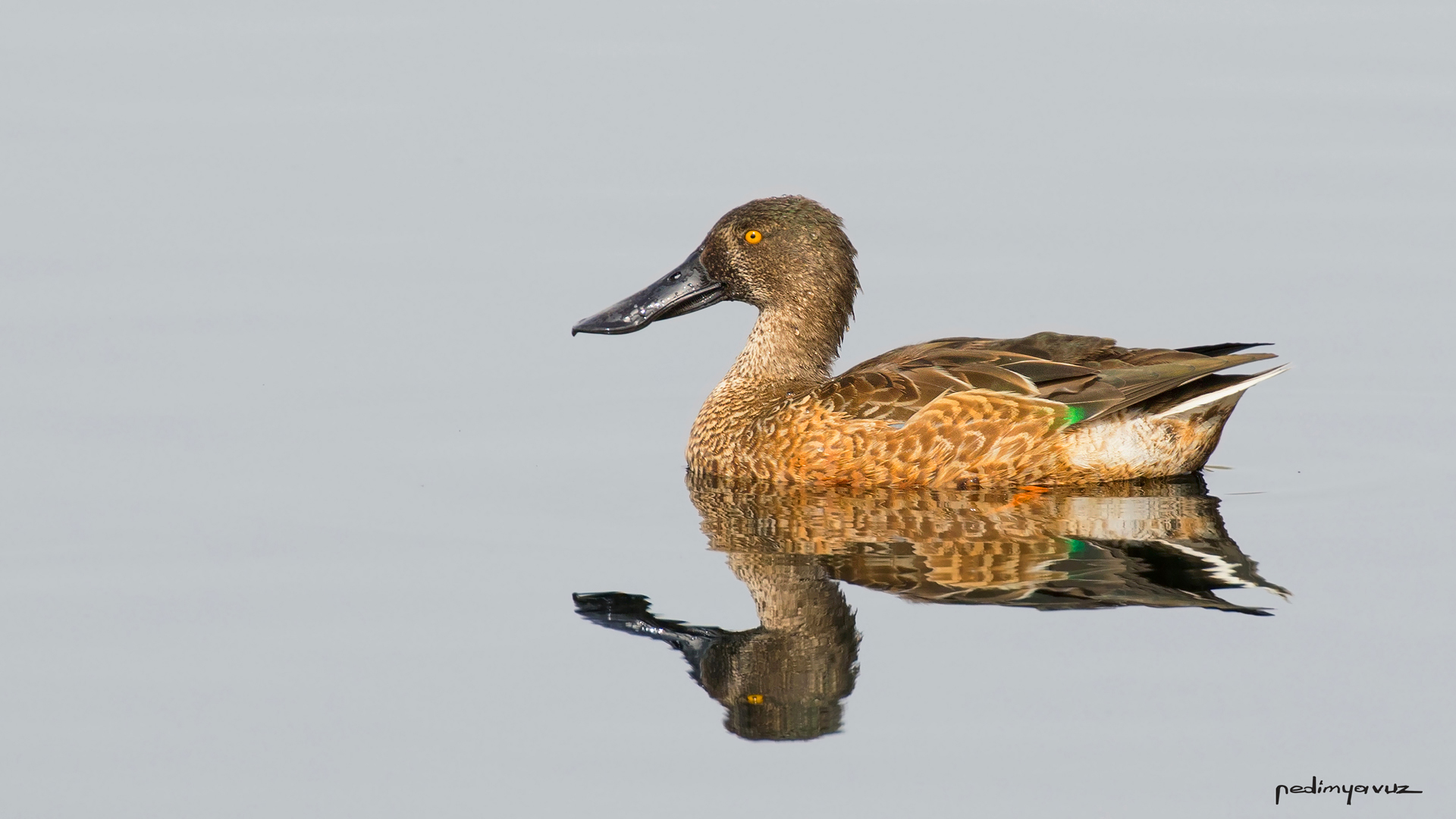 Kaşıkgaga » Northern Shoveler » Spatula clypeata