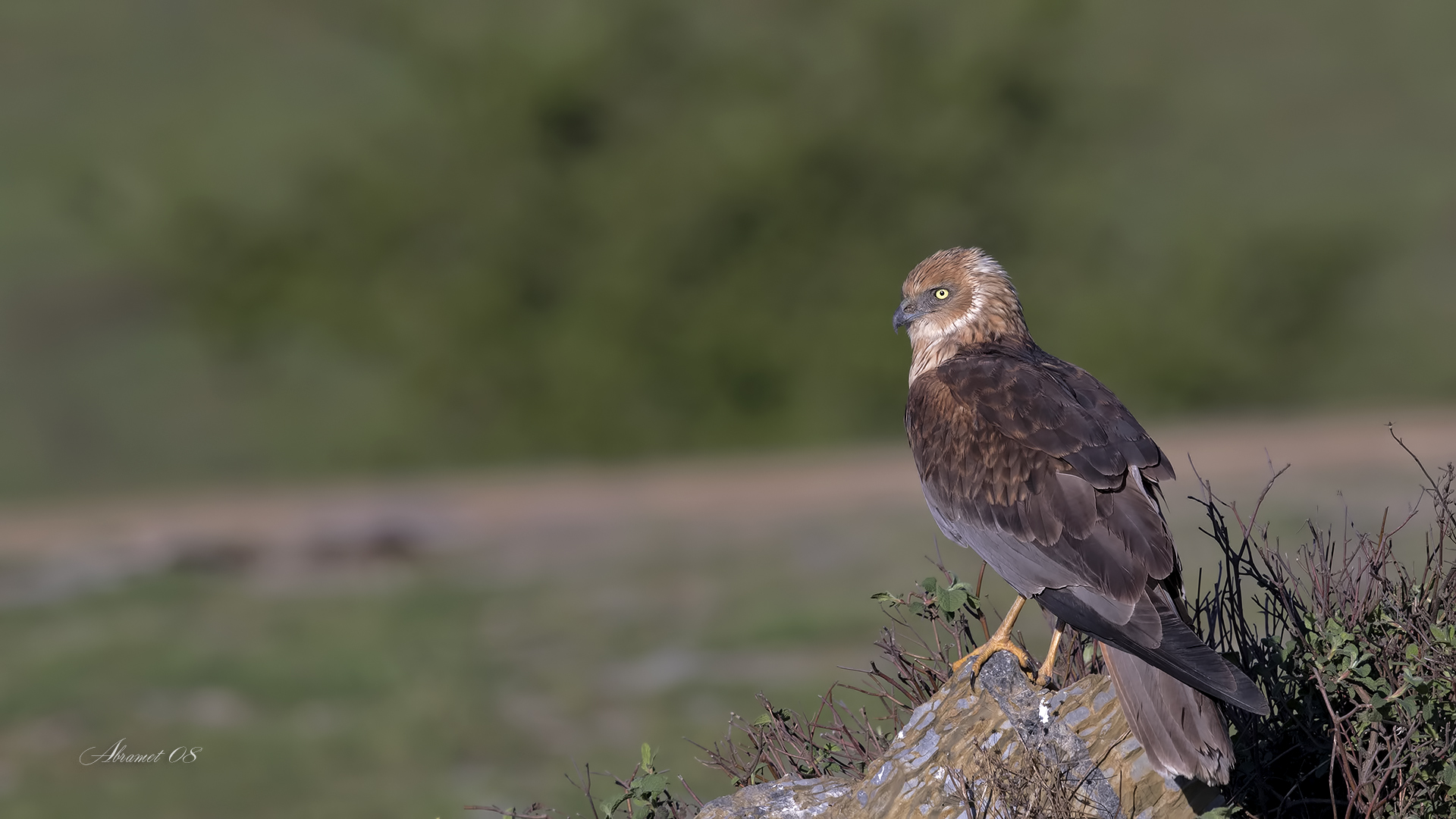 Saz delicesi » Western Marsh Harrier » Circus aeruginosus