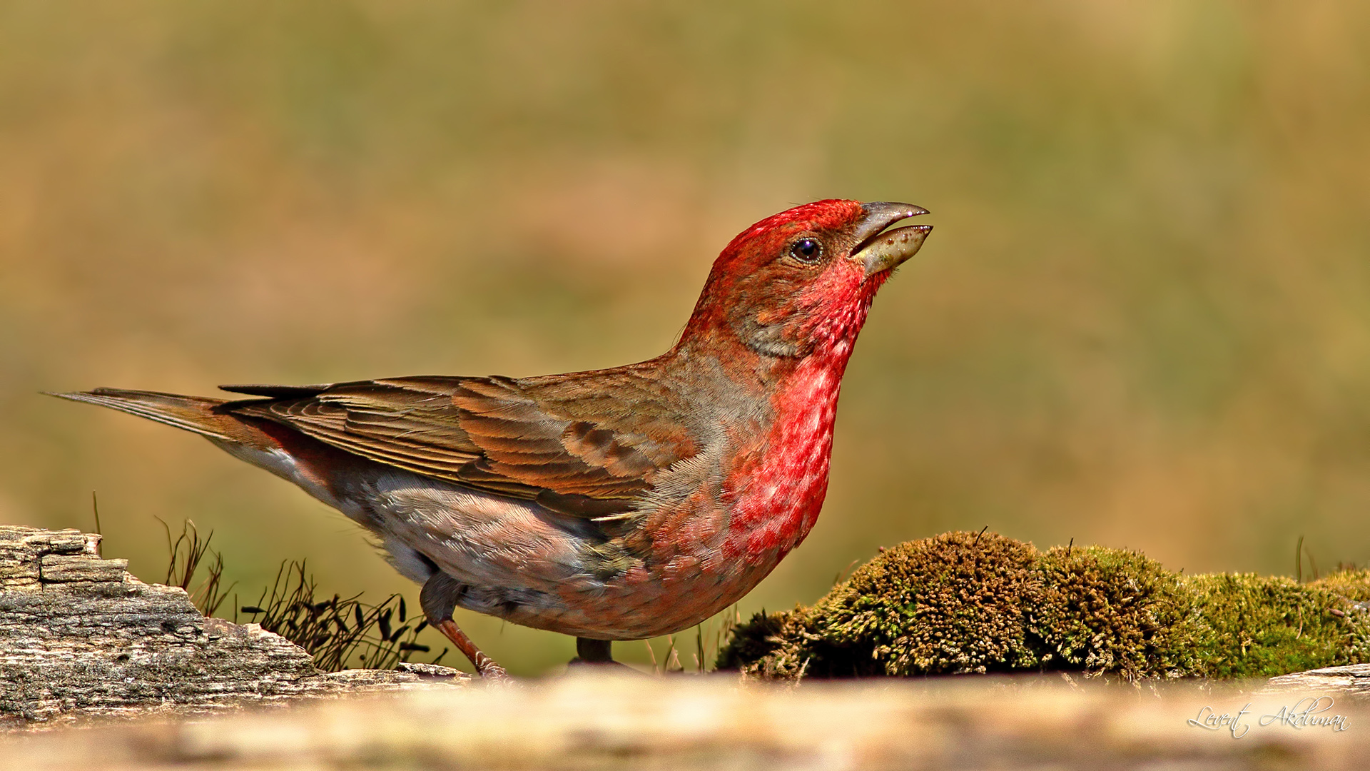 Çütre » Common Rosefinch » Carpodacus erythrinus