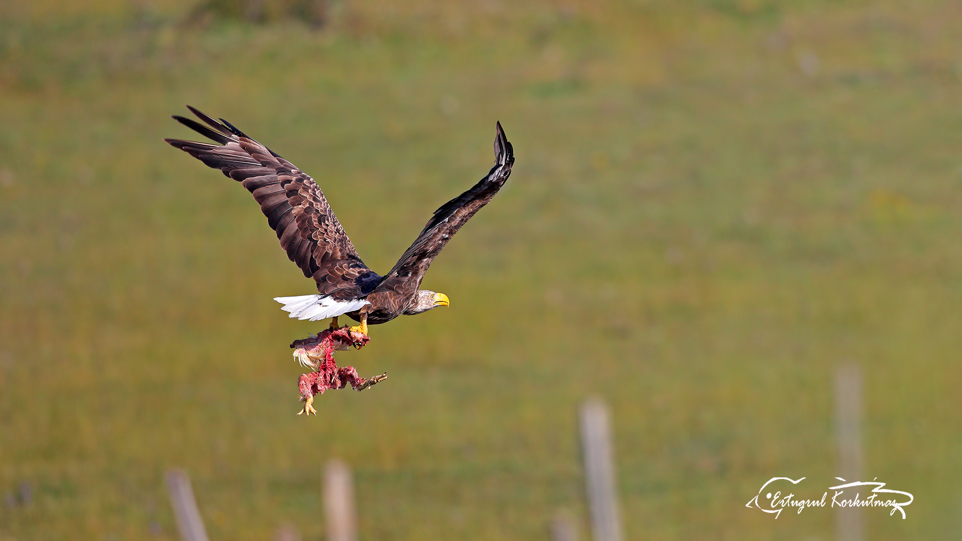 Akkuyruklu kartal » White-tailed Eagle » Haliaeetus albicilla